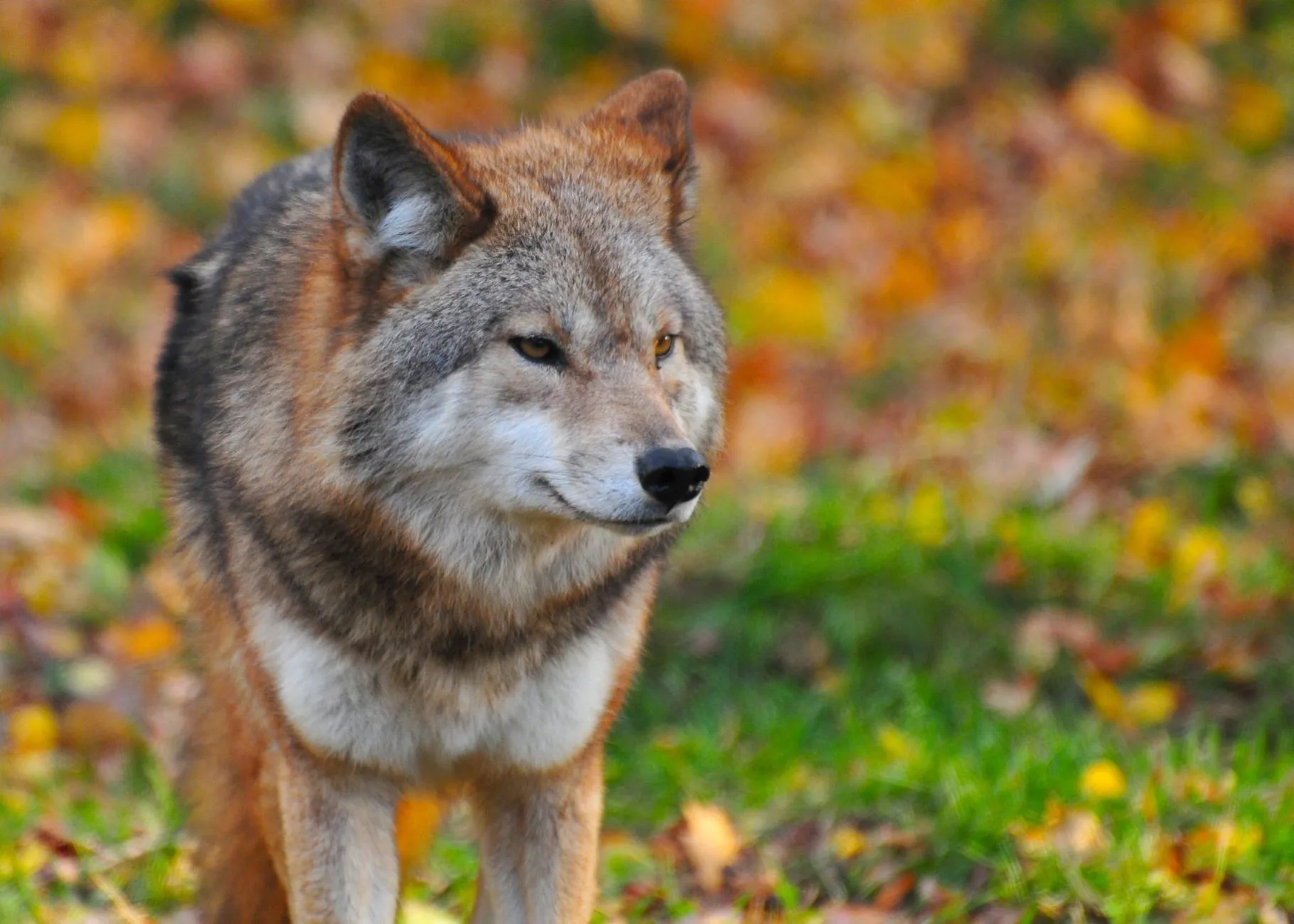 The Yellowstone Wolf Video 40 Million People Got Half Wrong