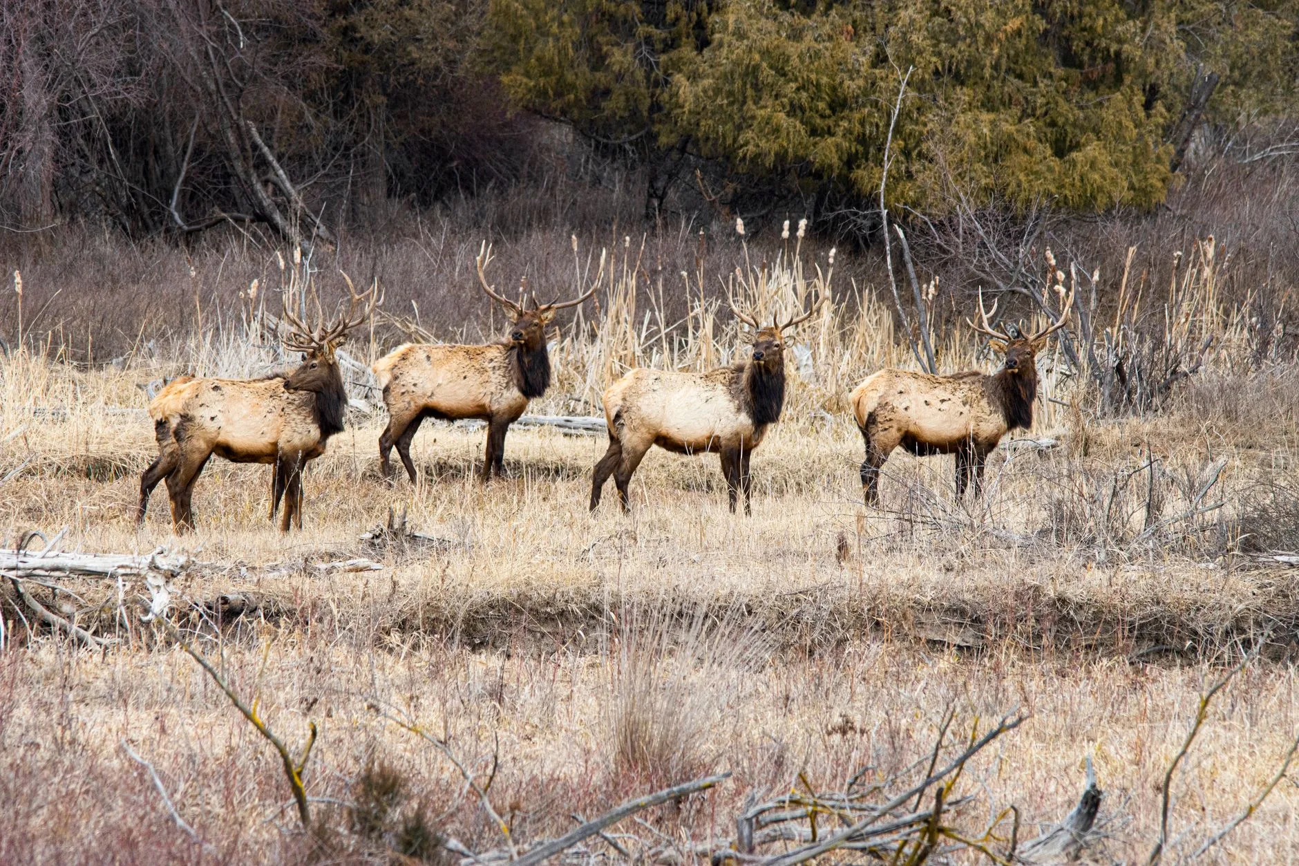 When Game Wardens Come Knocking: The Real Price of Poaching in Montana