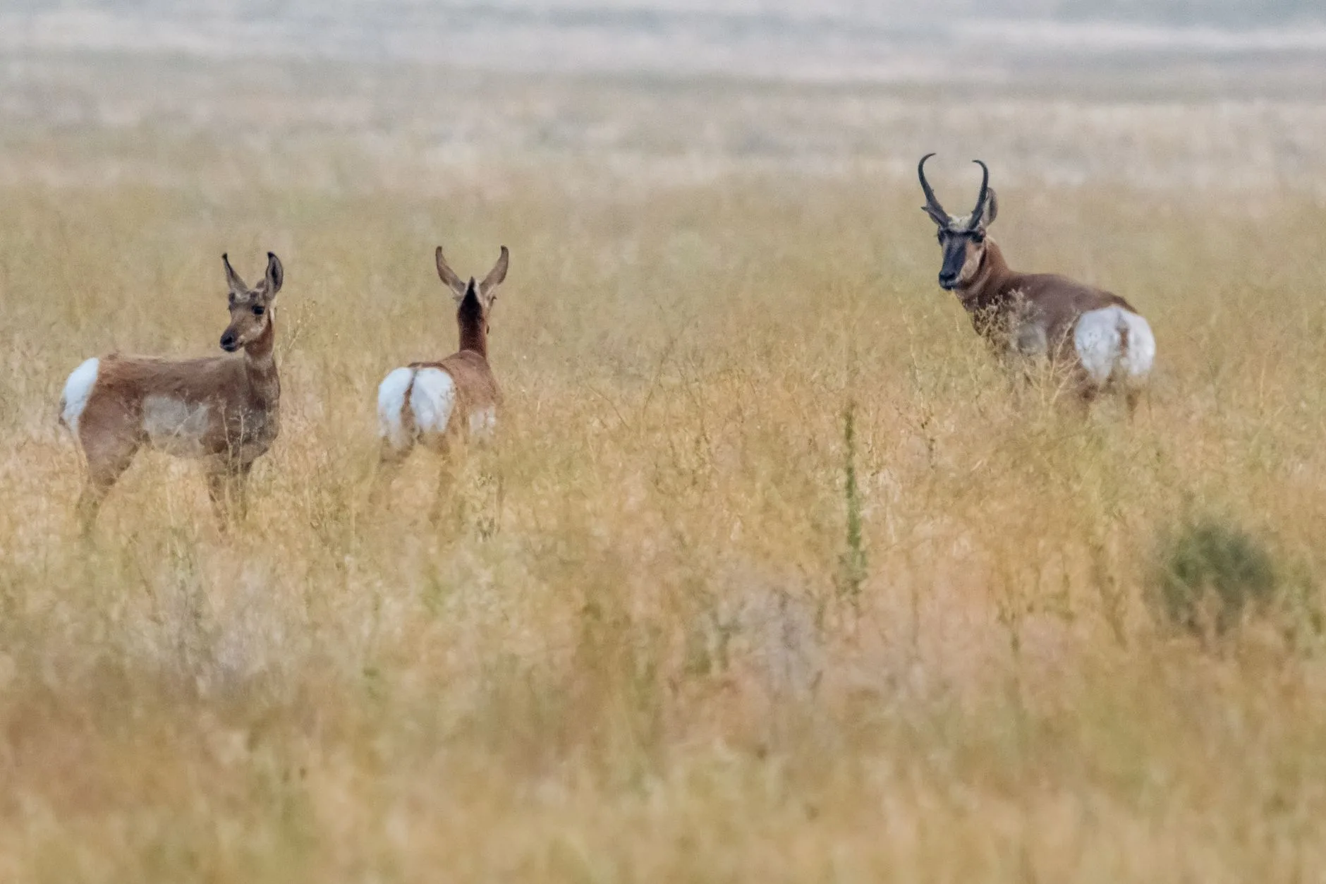 44 Yards, First Pronghorn, Public Land — Ayden’s Redemption Shot on a Montana Buck