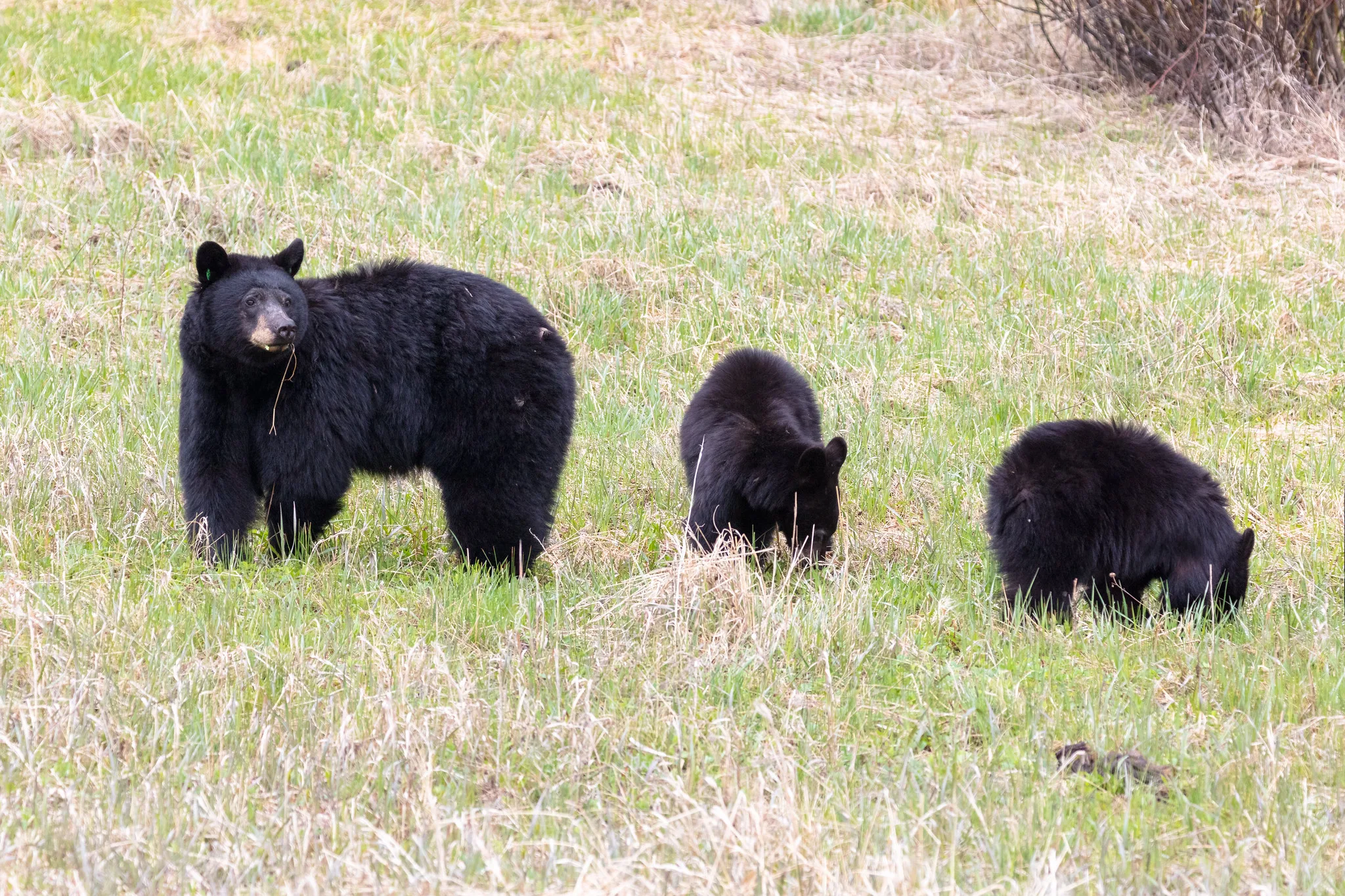 14 black bears removed during investigation at residence near Bozeman