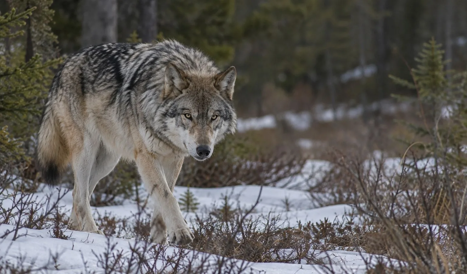 NOTICE OF WOLF CLOSURE – WMU 313