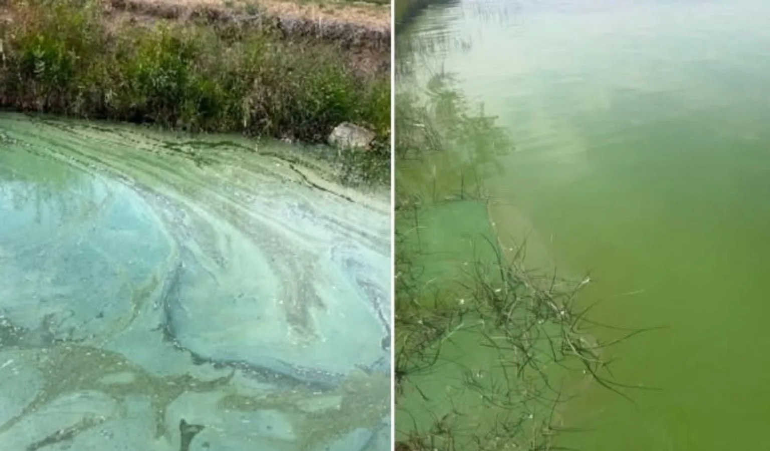 Testing Reveals Toxins in Lake Elmo Water