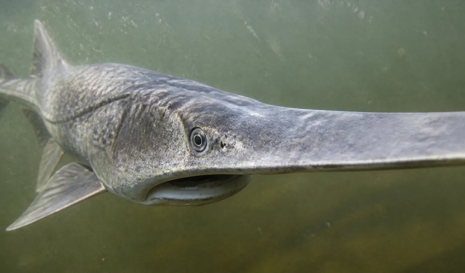 The paddlefish season’s over — now your tag tells the rest of the story