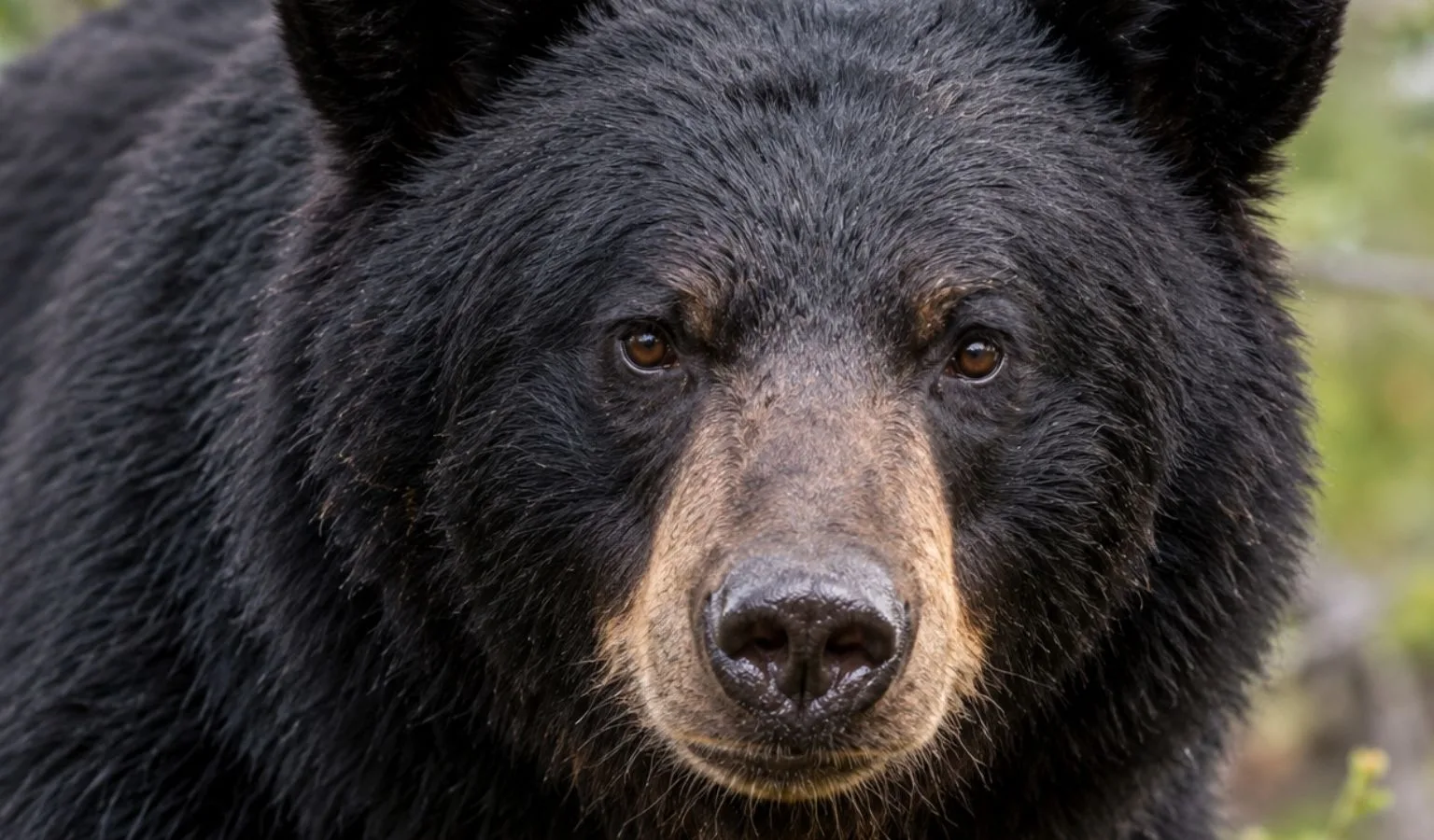 NOTICE OF BLACK BEAR CLOSURE BMU 700 Archery Season