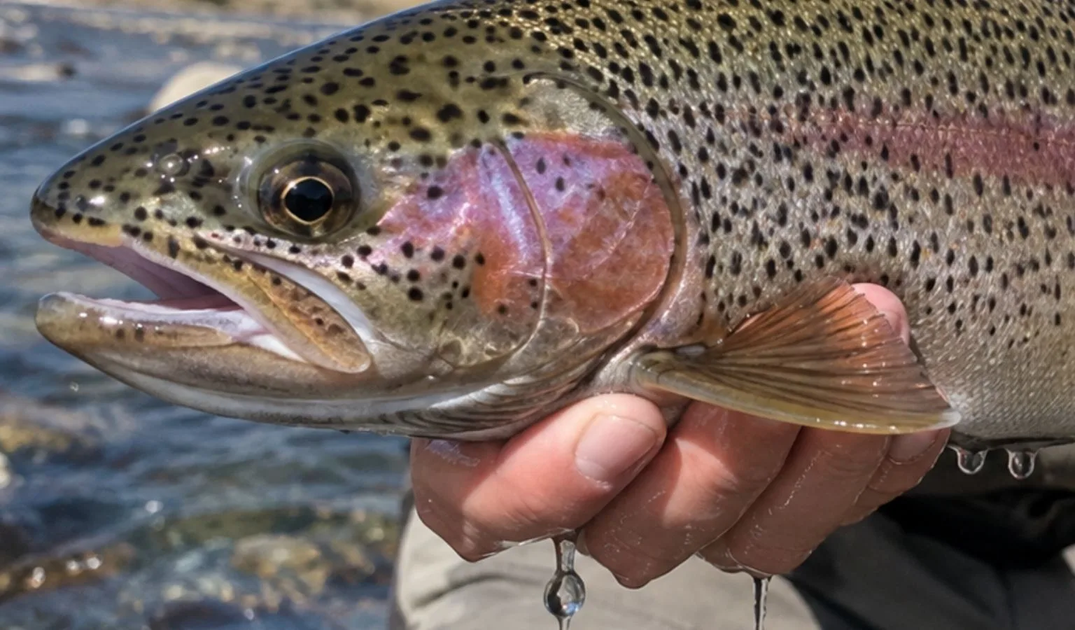 Helena Area Reservoirs Fishing Report 9.8.26