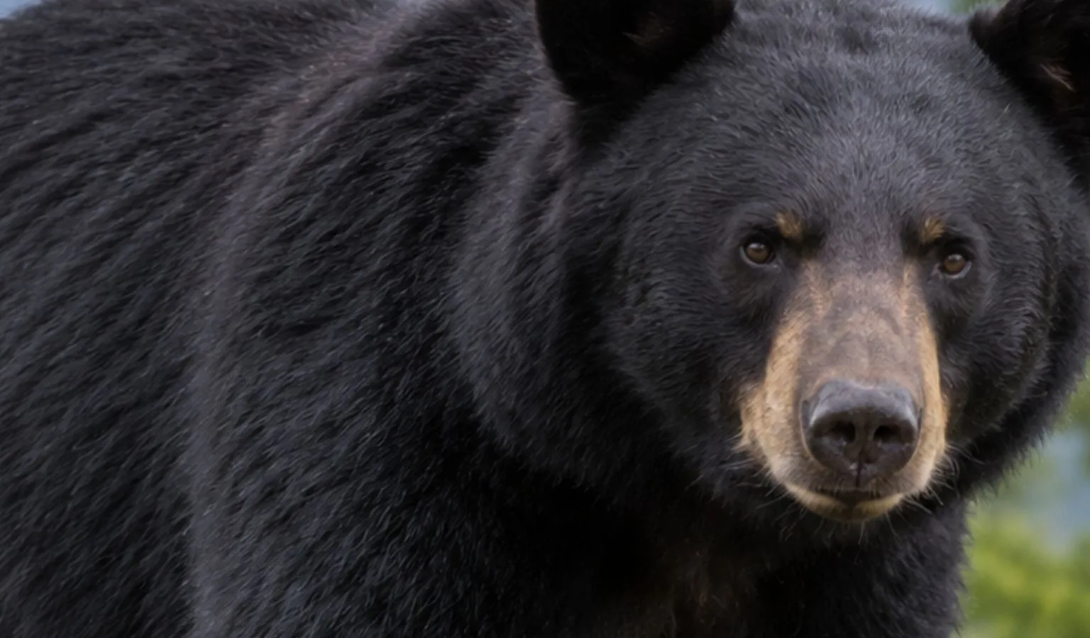 BMU 520 Black Bear Hunting Closure