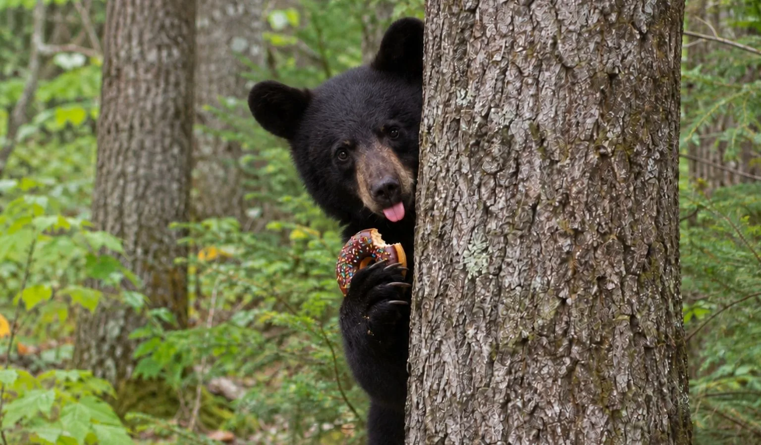 NOTICE OF BLACK BEAR CLOSURE BMU 411 Archery Season