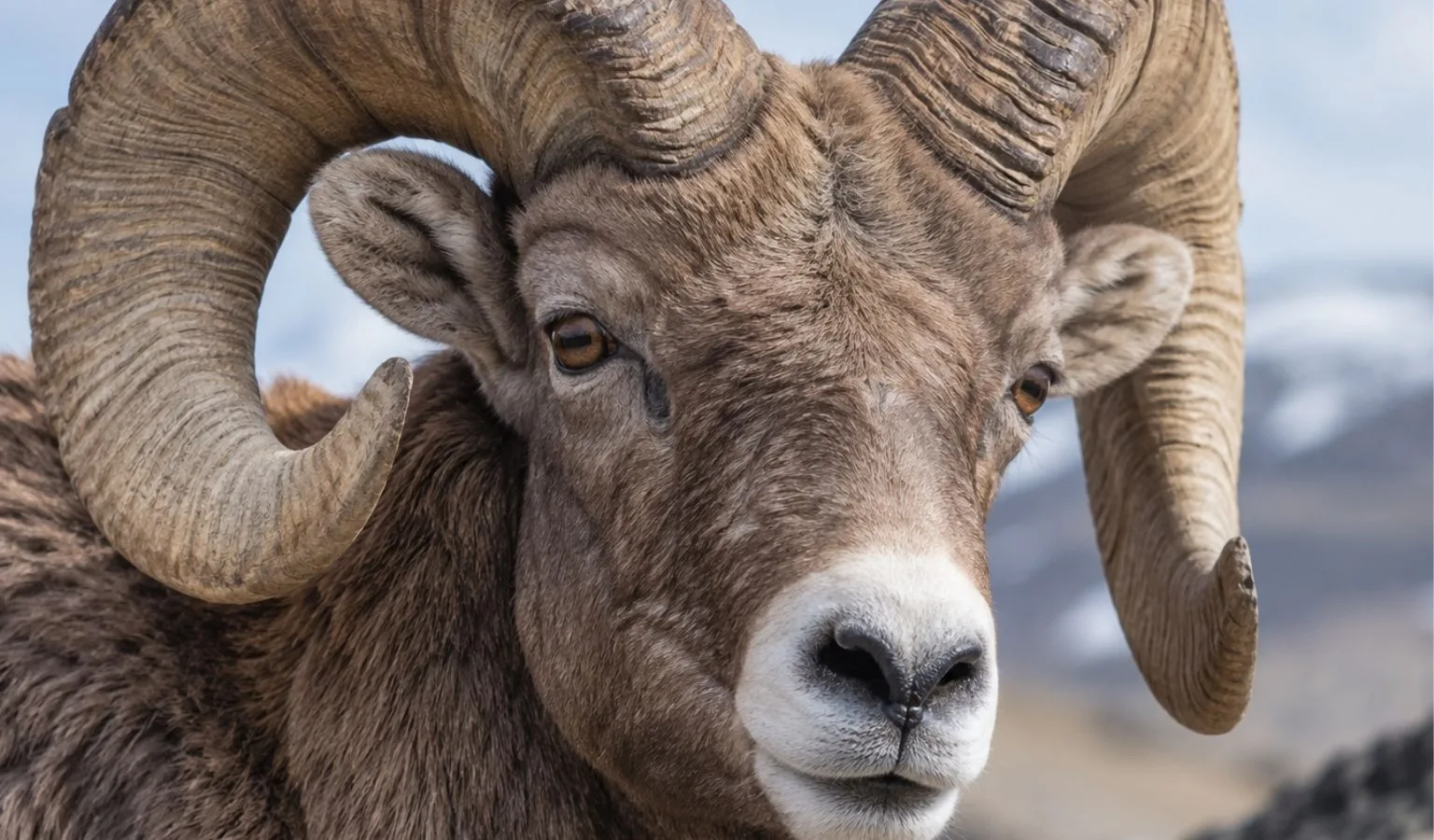 Heads Up, Sheep Hunters… HD 501 Is Closing