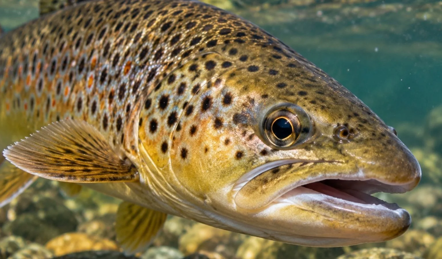 Yellowstone River Fishing Report: Fall Flows, Hungry Browns & Streamer Season