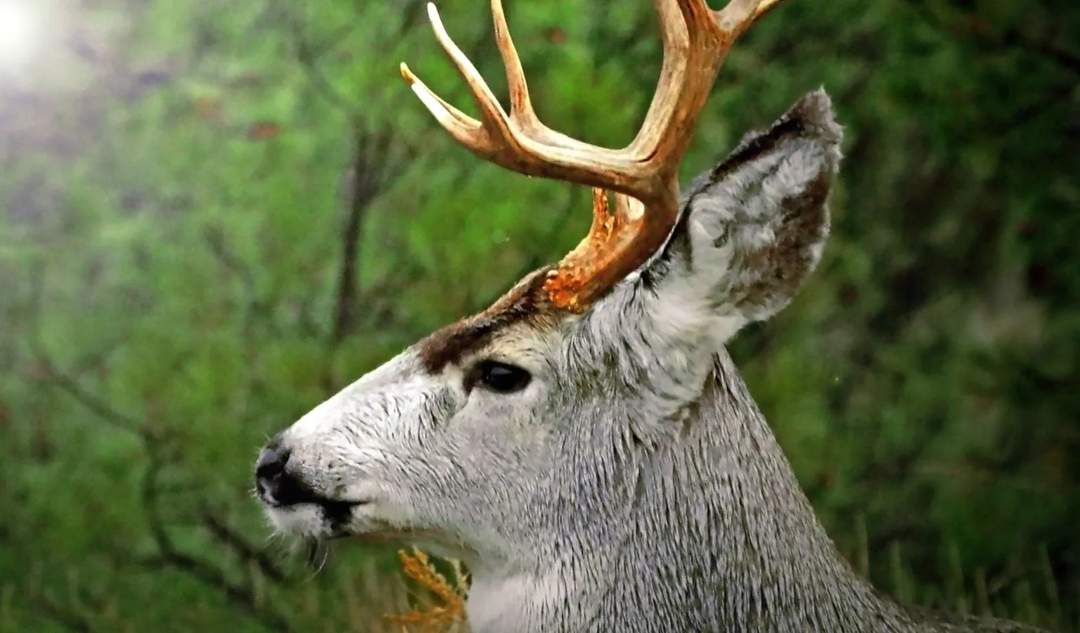 Hunters, Don’t Let Sept. 30 Sneak Past You