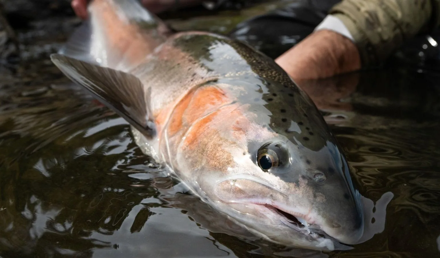Big Steelhead, Bigger Concerns…
