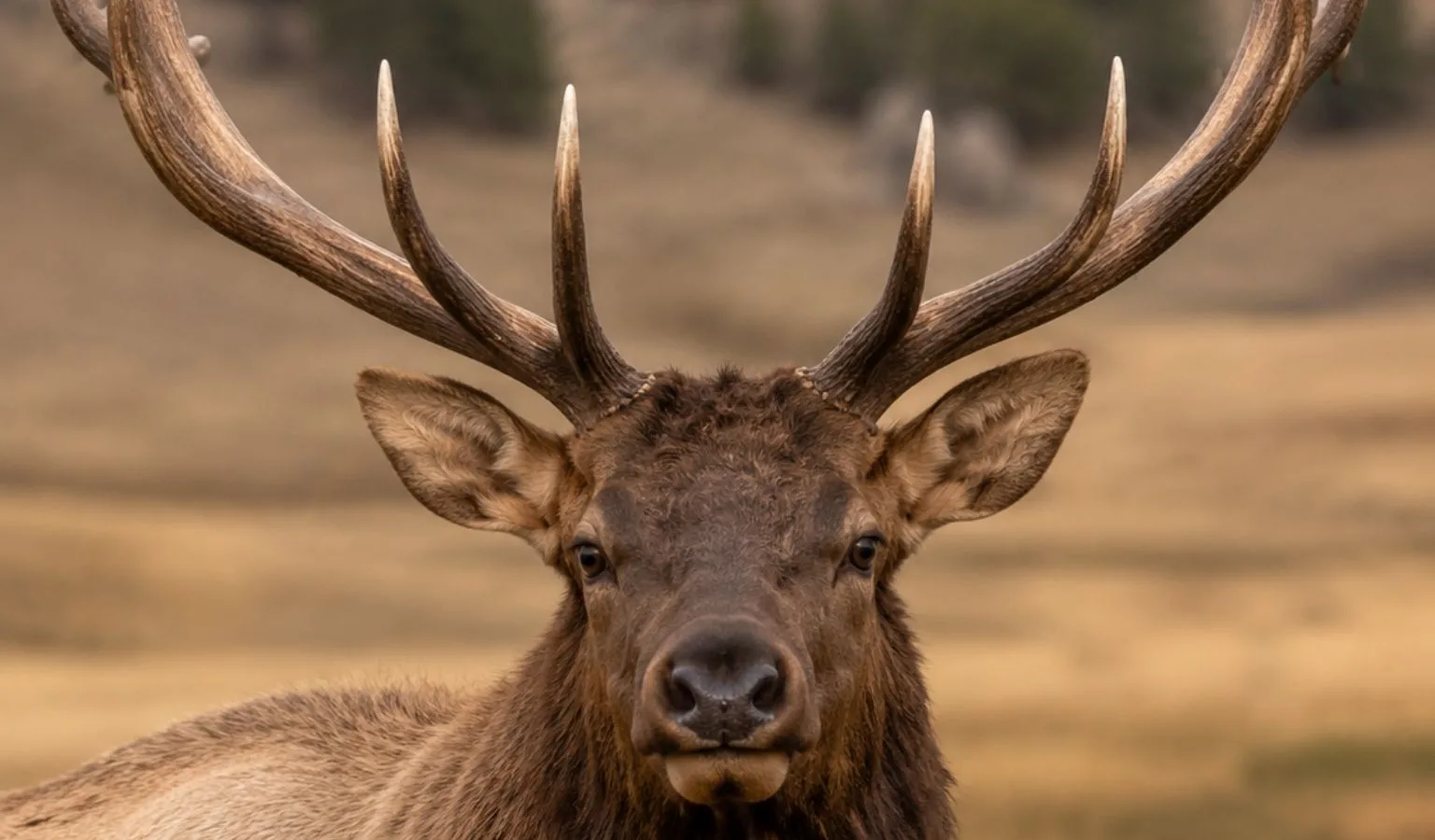 North-Central MT’s Region 4 Elk are Strong, Deer are Mixed, Pronghorn are Moving