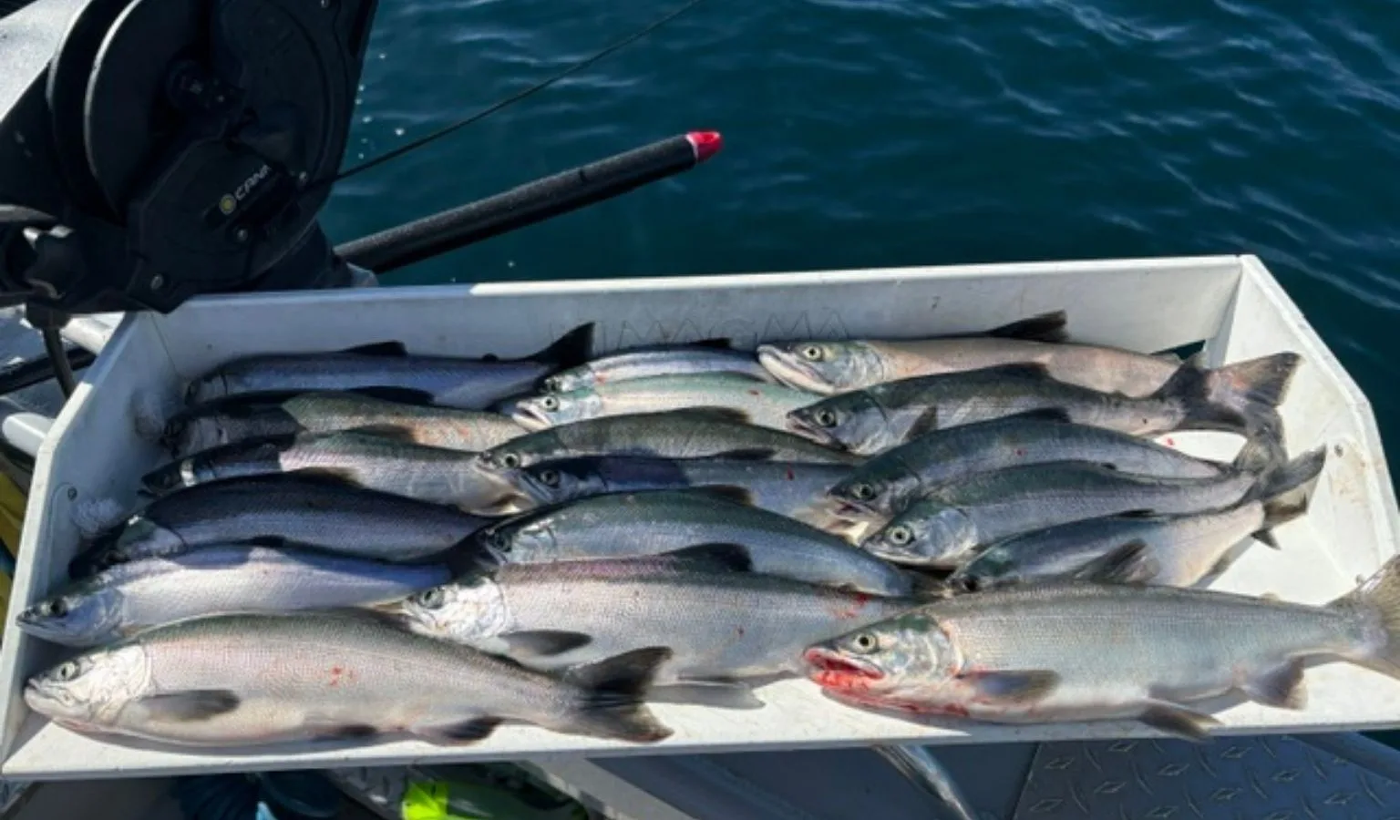 Kokanee Beware: Matt with Fish On Charters is on the Attack!