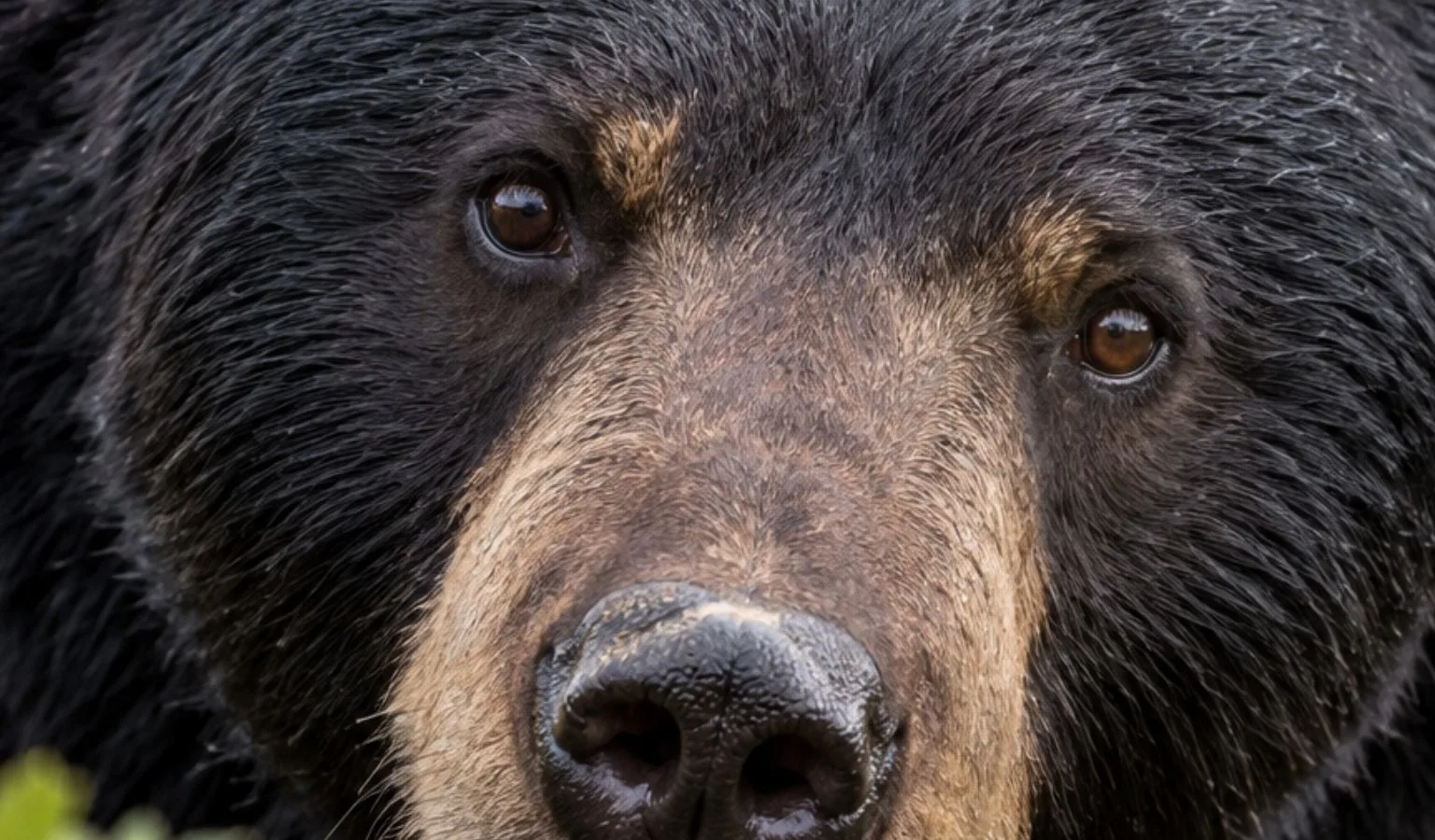 NOTICE OF BLACK BEAR CLOSURES BMUs 510 & 520 Today