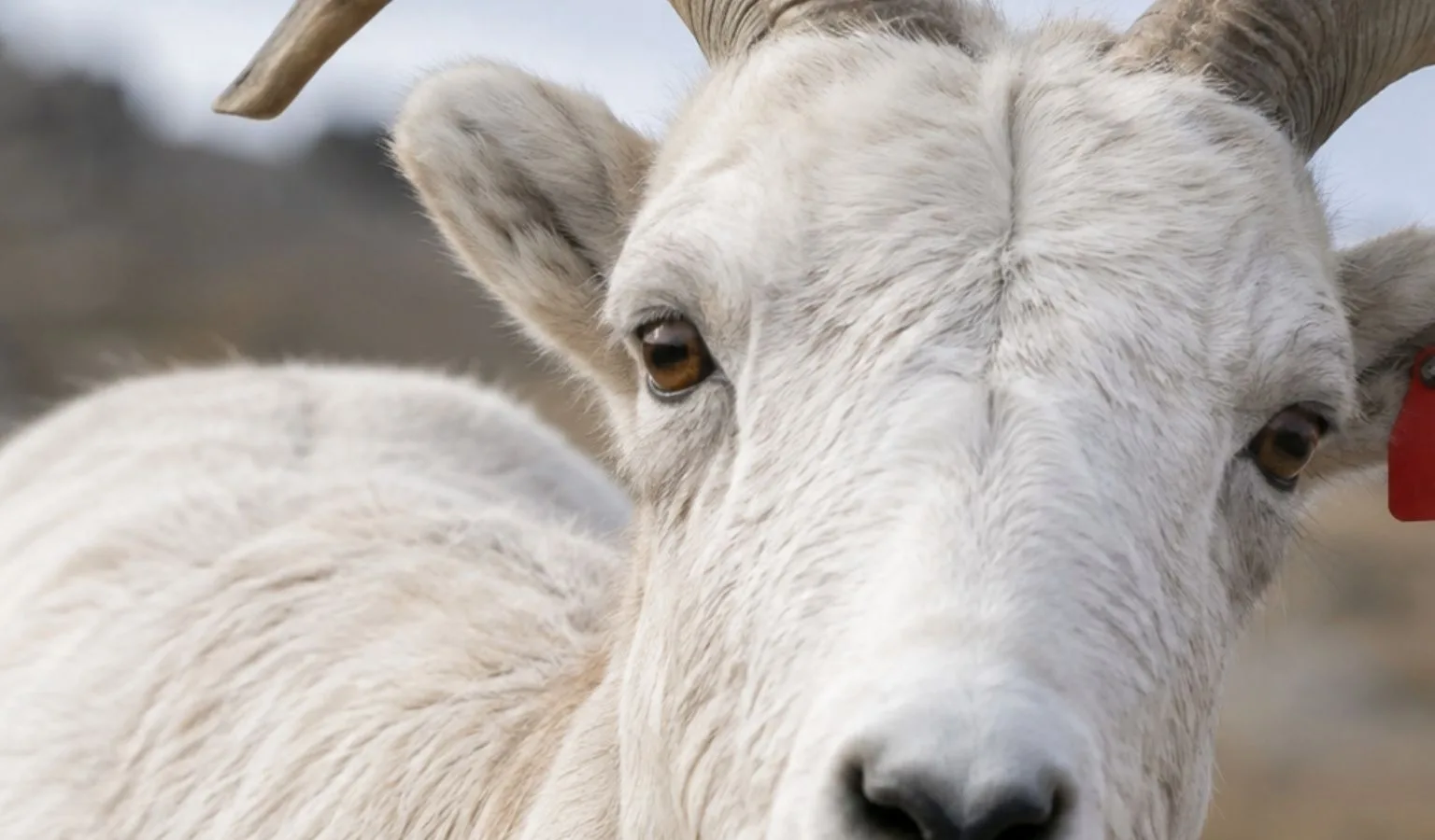 Baa-d News for Bighorns? Escaped Ewe Sparks Wildlife Warning