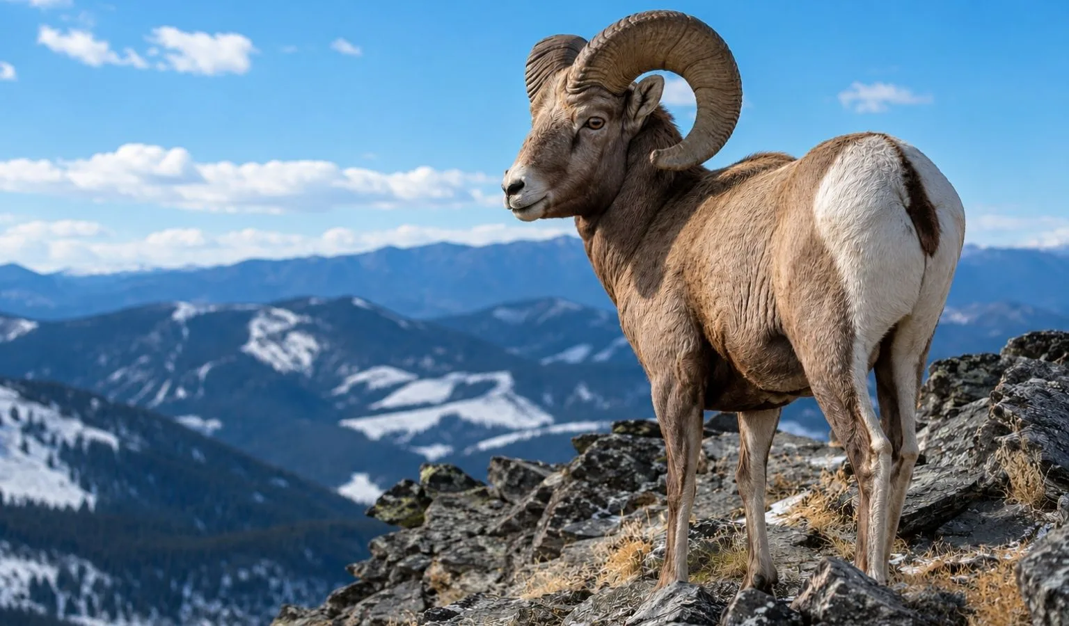Final Hours for Bighorn Sheep Hunting in Montana HD 300