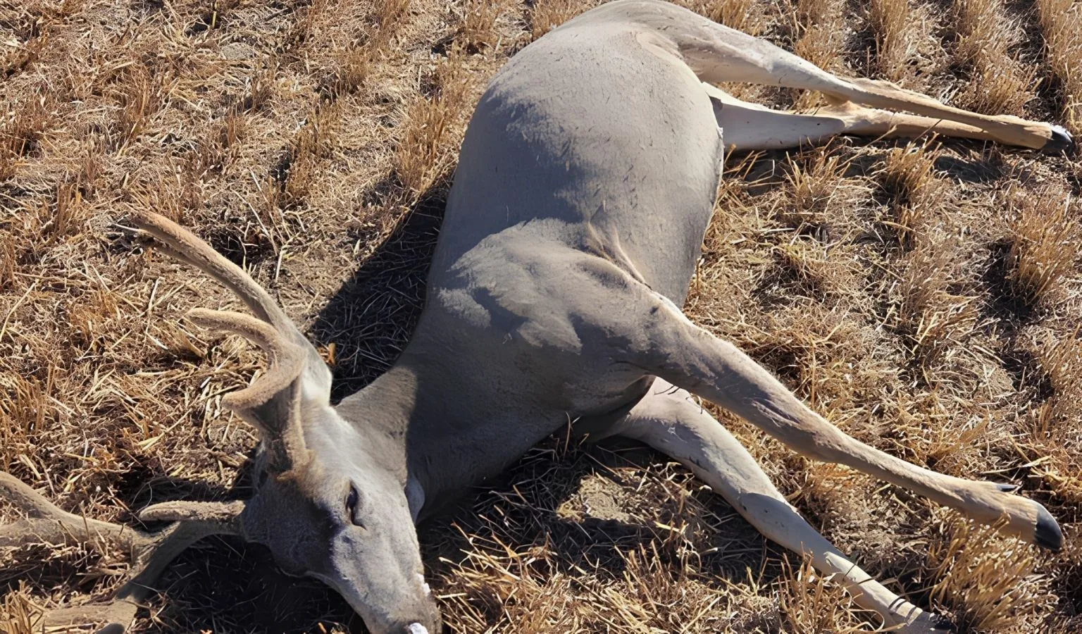 Game wardens seek information on mule deer buck shot and wasted north of Hardin