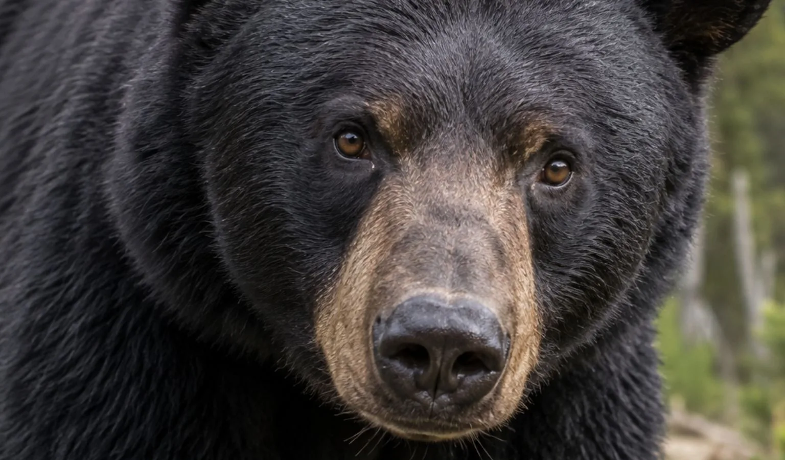 Attention Montana Bear Hunters: Here’s the 4-1-1 on BMU 411