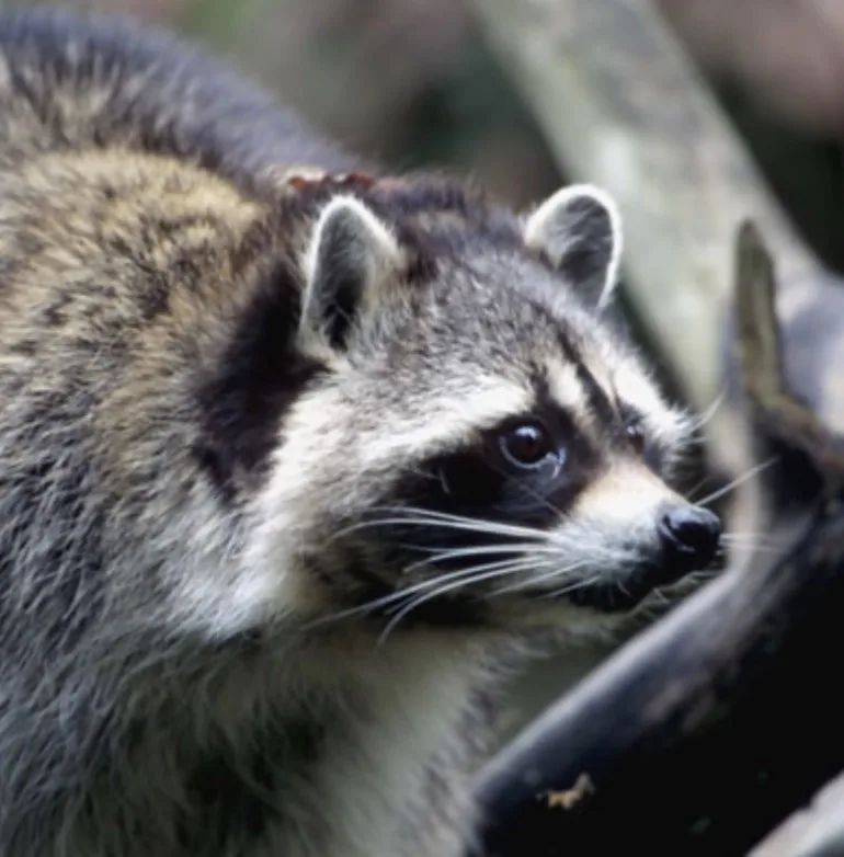 Elderly man attacked by raccoon in Idaho