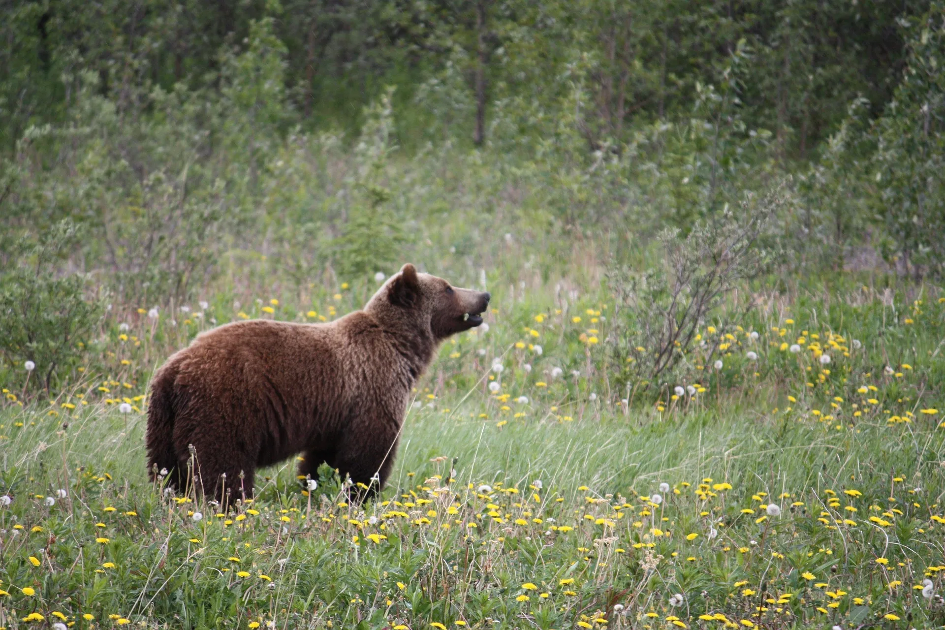 Fundraiser launched for woman severely injured in grizzly bear attack