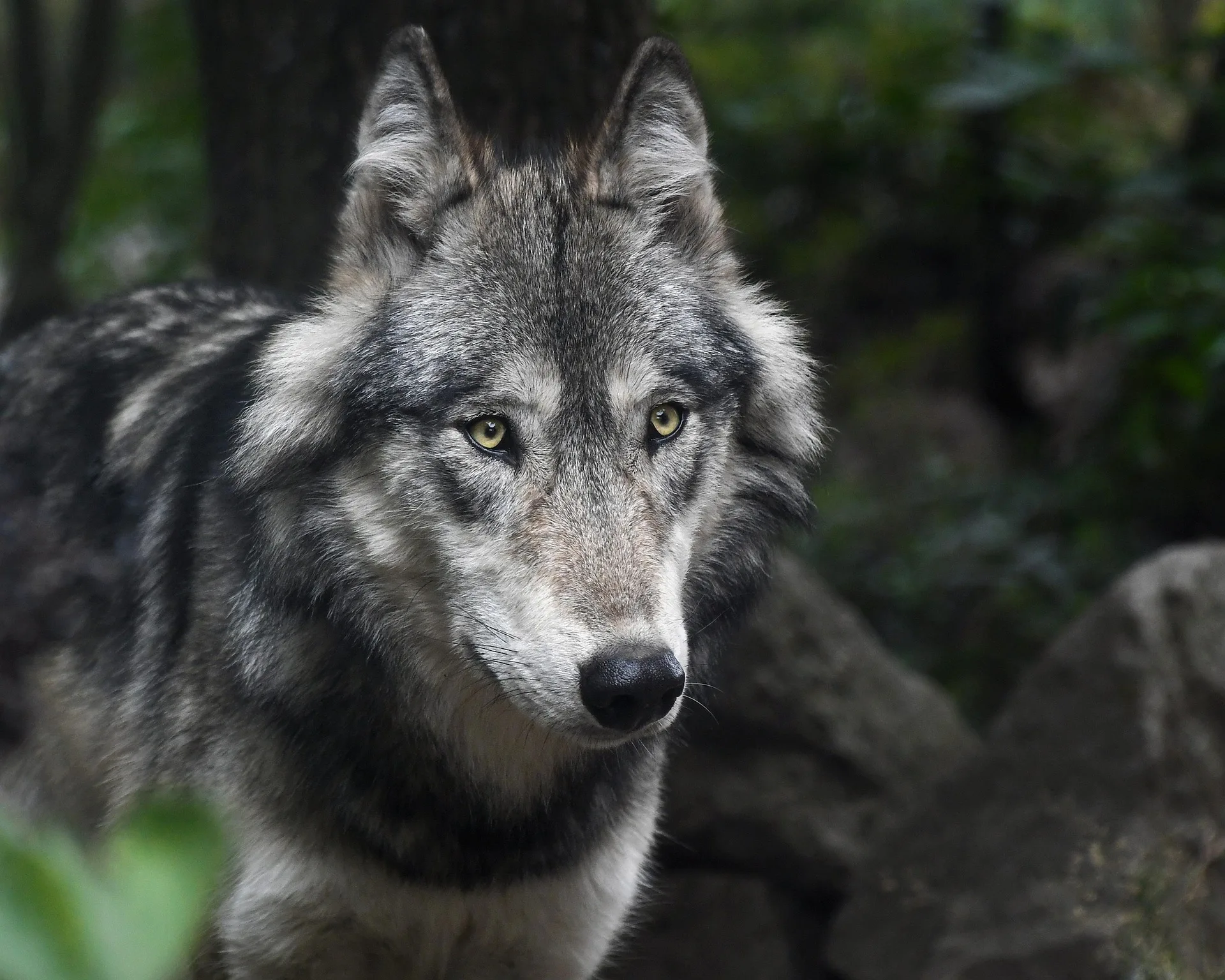 Trump Orders Review of Federal Wolf Protections