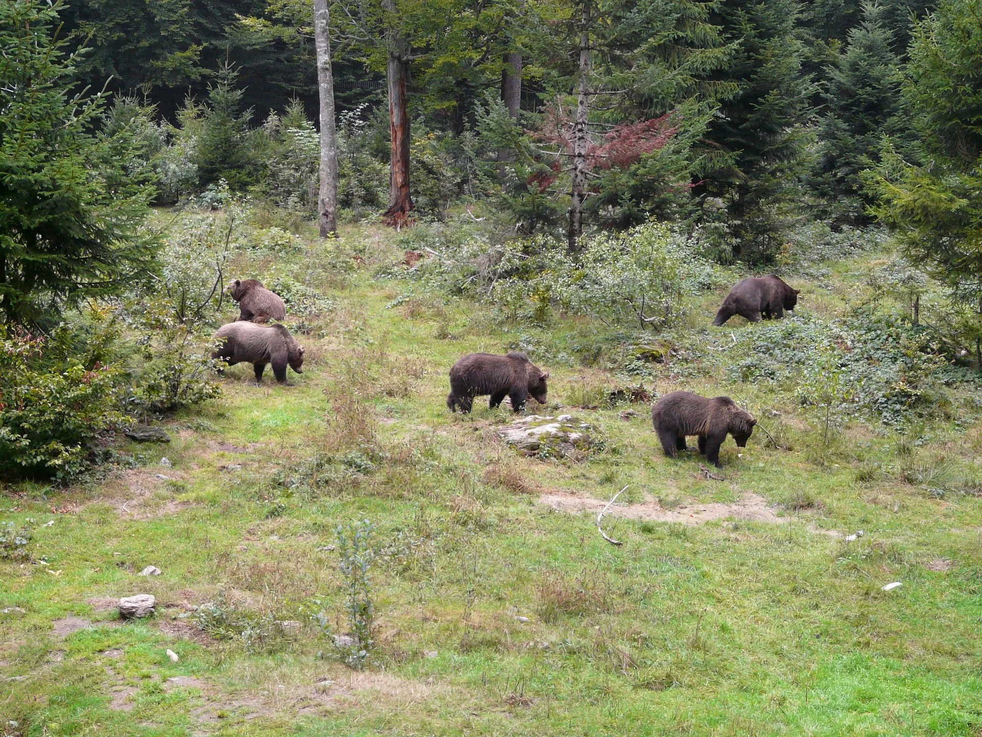 $27,000 for feeding bears and coyotes: Fair fine or too steep?