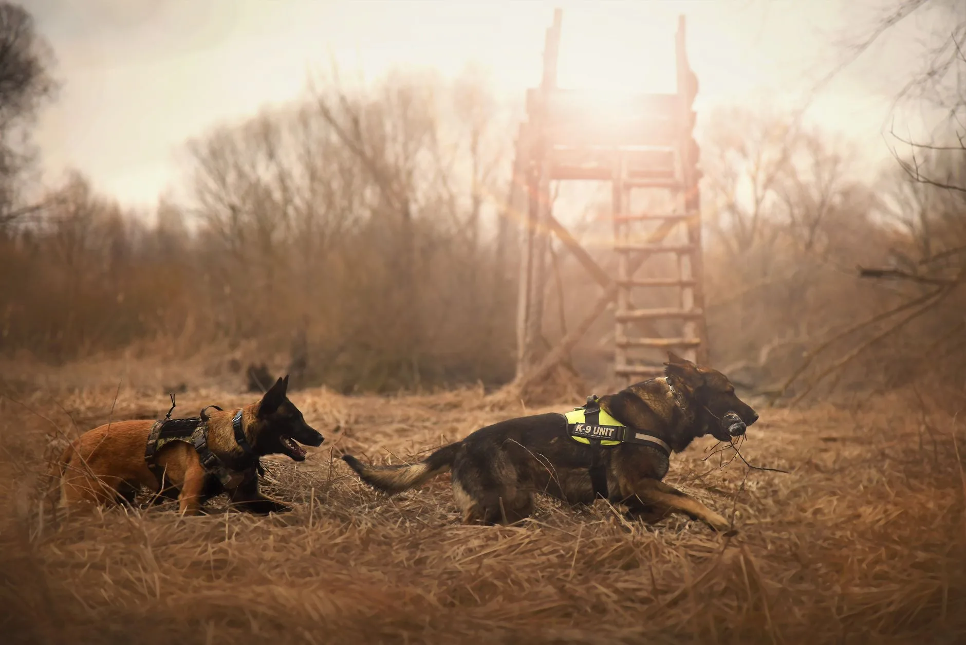 He Confessed Before the K9 Even Sniffed — Cely Lake Elk Decoy Sting