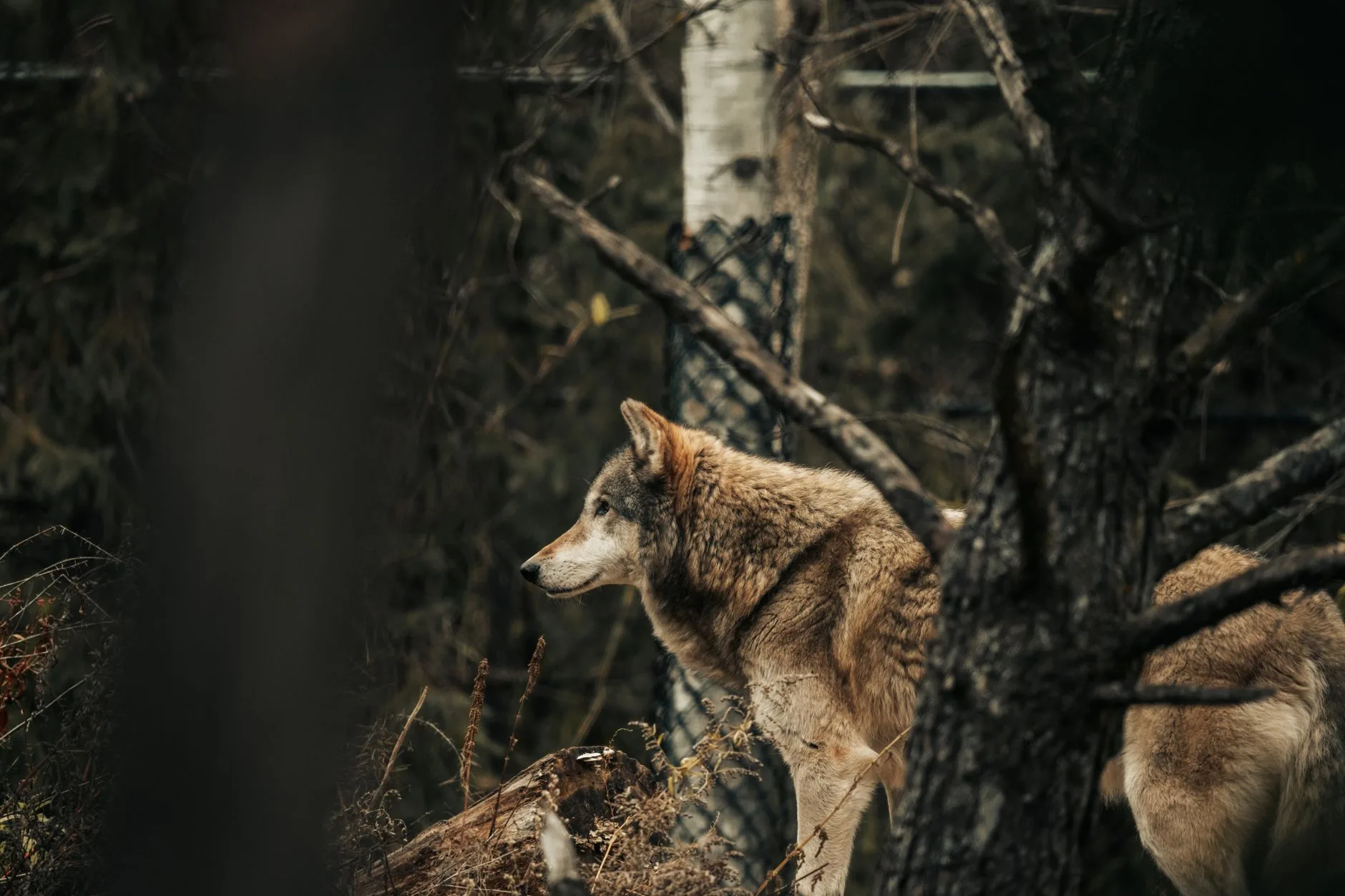 Montana Lowered Its Wolf Population Estimate and Raised Harvest Quotas — What Hunters Need to Know