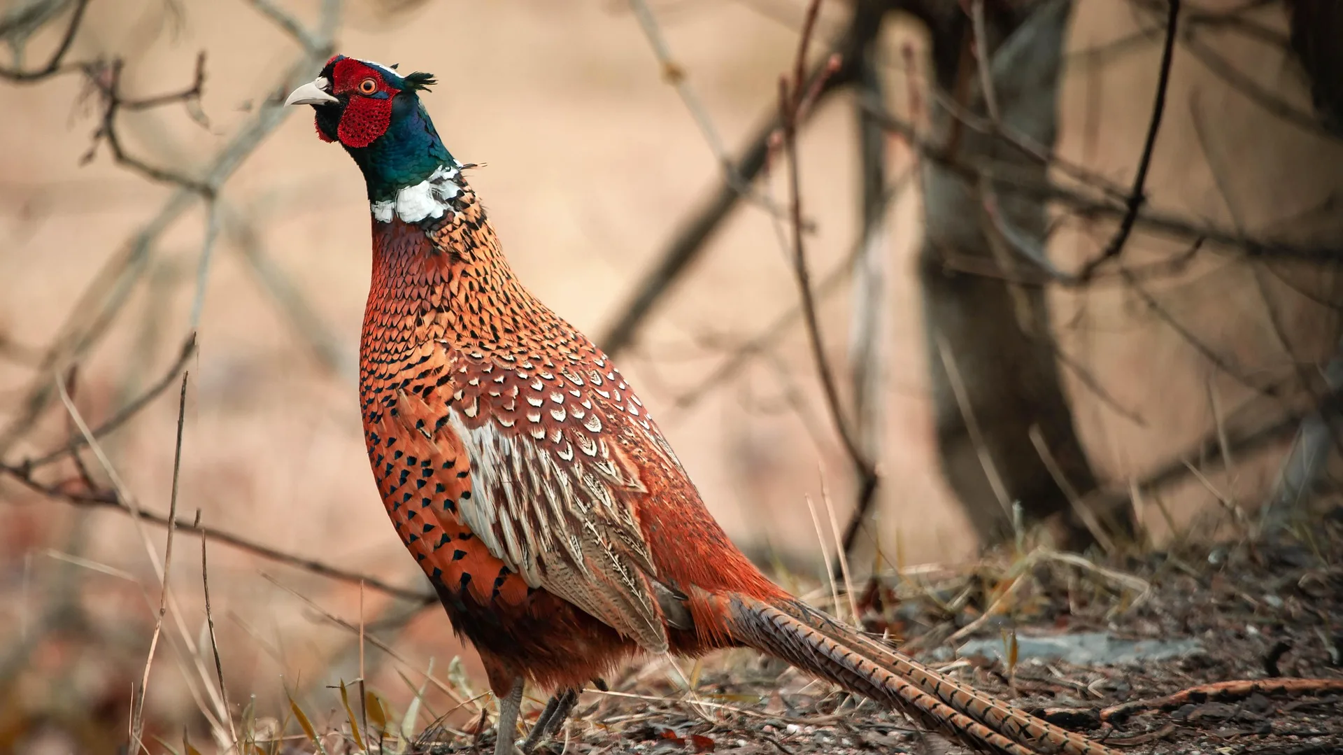 FWP to release pheasants in advance of youth weekend