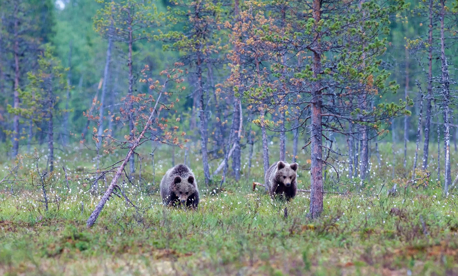 Conflict grizzly bears euthanized after a series of incidents in the Lincoln area