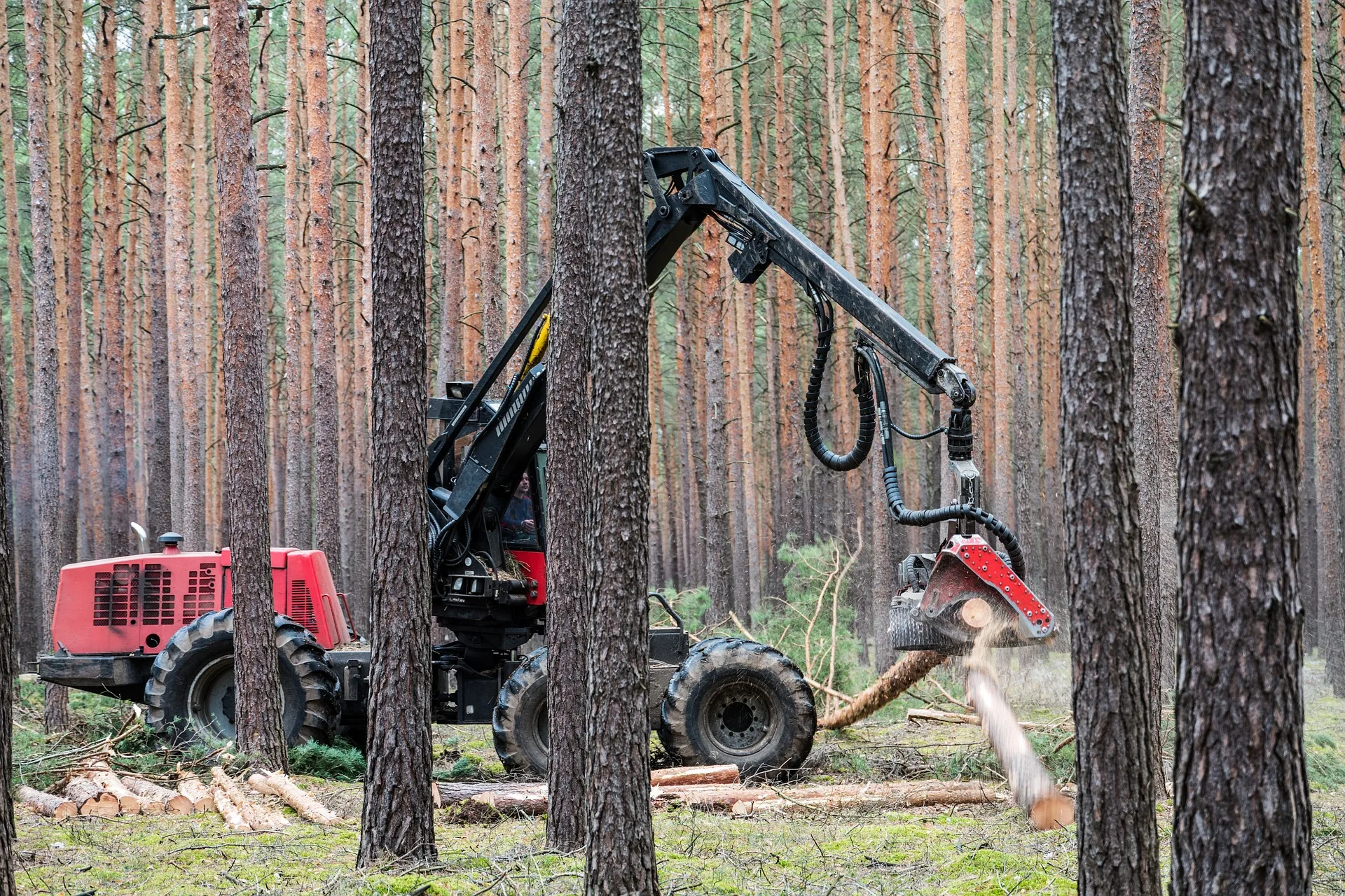 Dry Riverside Project to Improve Forest Resilience, Contributing to Local Economy