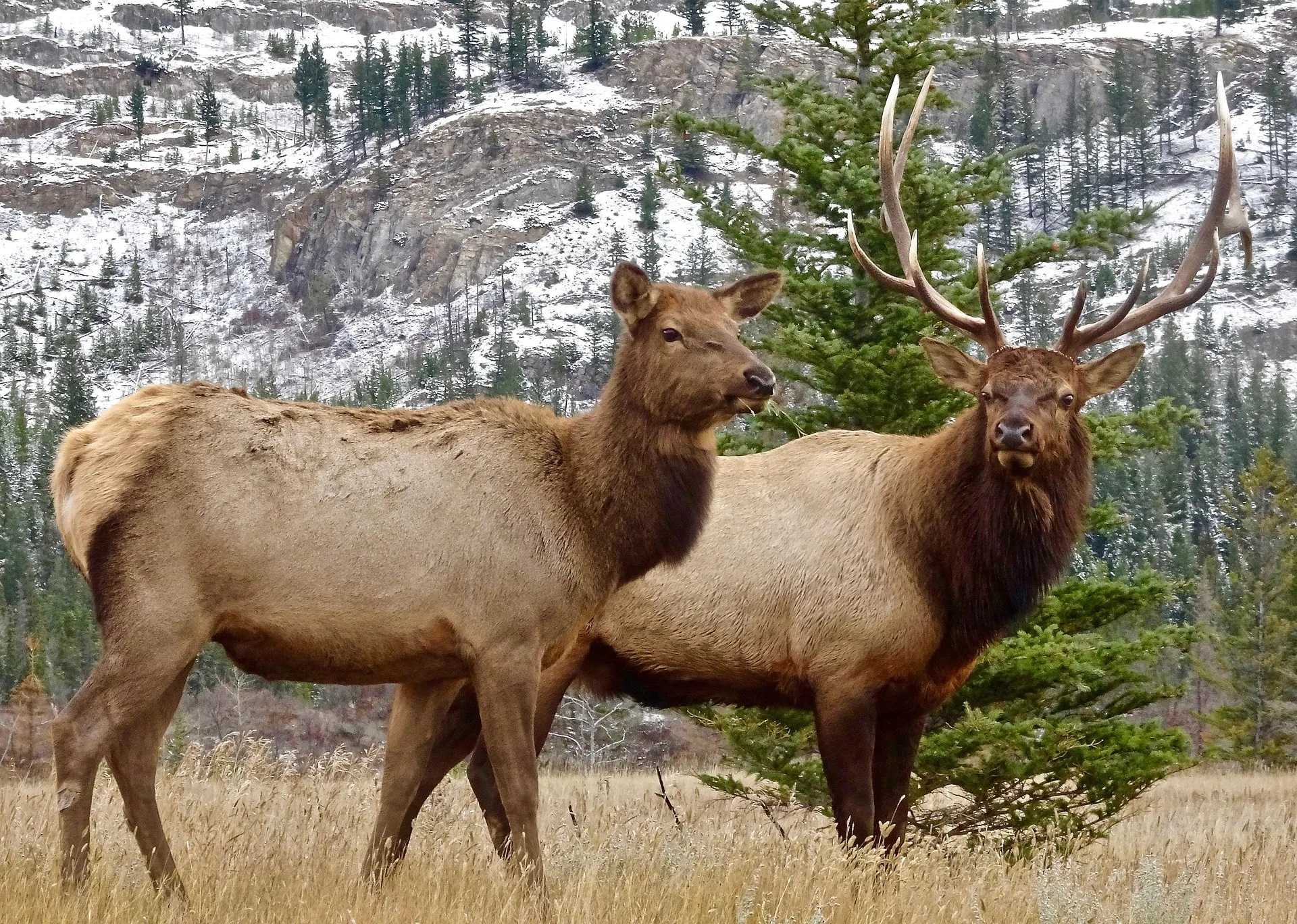 Hunting Camp Extension Applications Available for the Rocky Mountain Ranger District