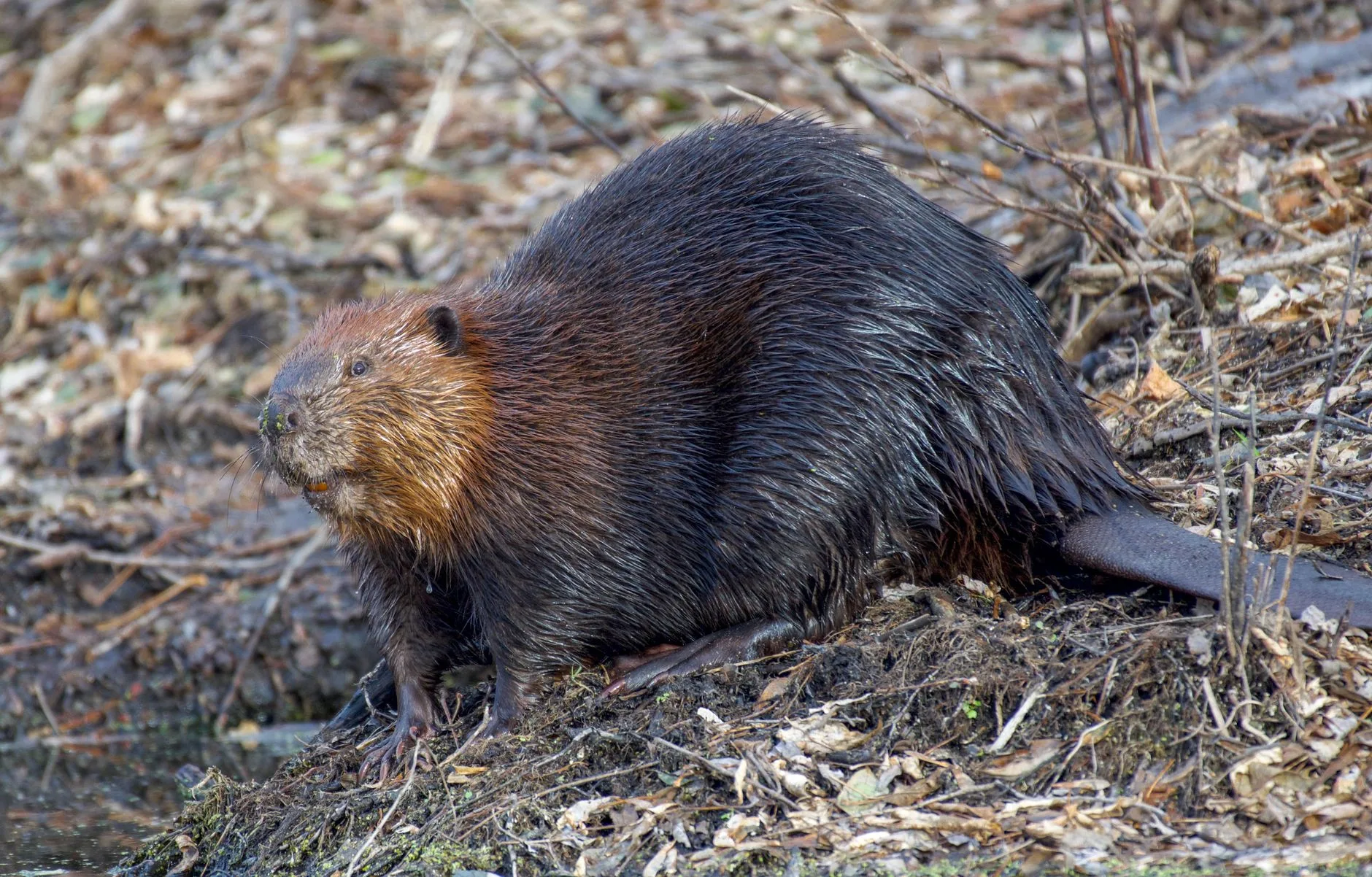 Montana’s Problem Beavers Are Being Put Back to Work