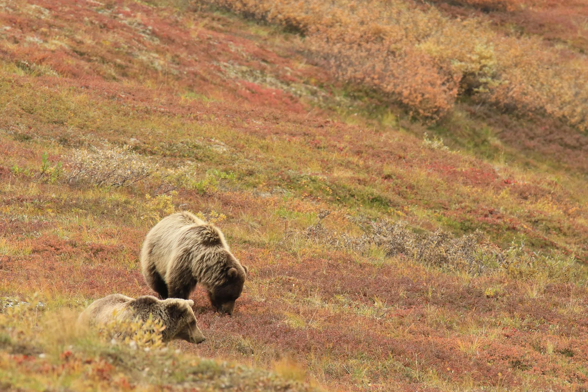 Trail where woman was attacked by grizzly reopens