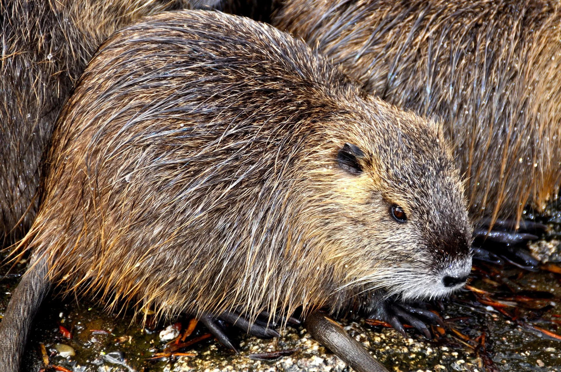 Tularemia Detected in St. Mary Lake Area of Glacier National Park 