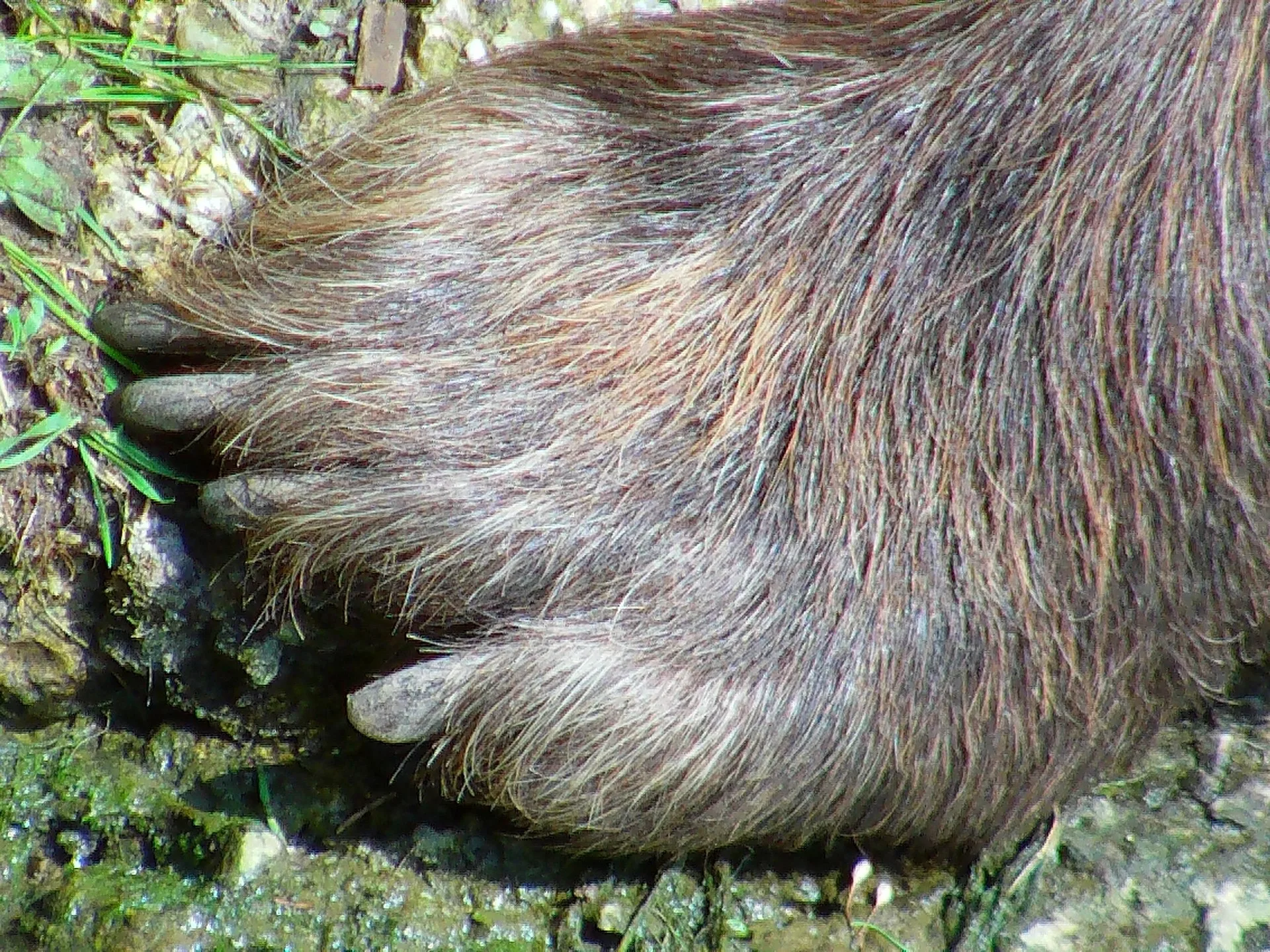 Bear attacks hunter south of Augusta