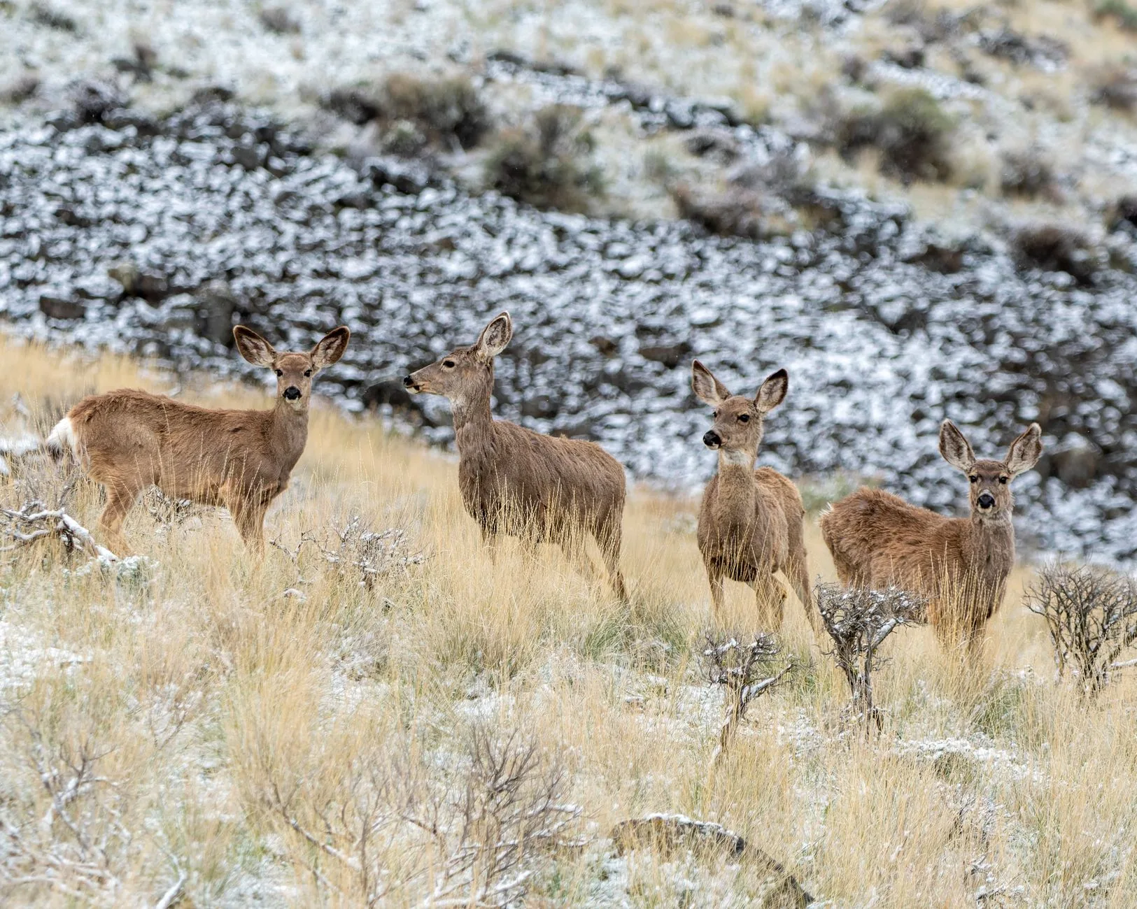 Three Years of Gains: Mule Deer Are Making a Real Comeback in Region 7