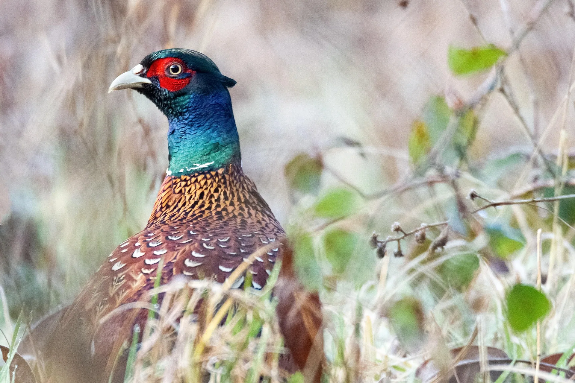 $8.2 million awarded to Mission Valley Conservation Partnership to protect Montana farmland