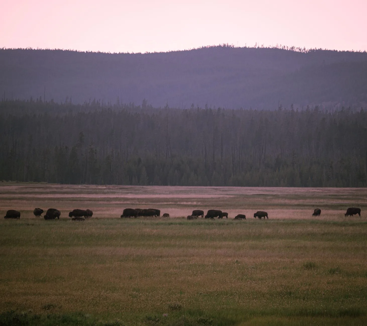 16 Bison, One Dark October Night, and a Prairie That Came Roaring Back