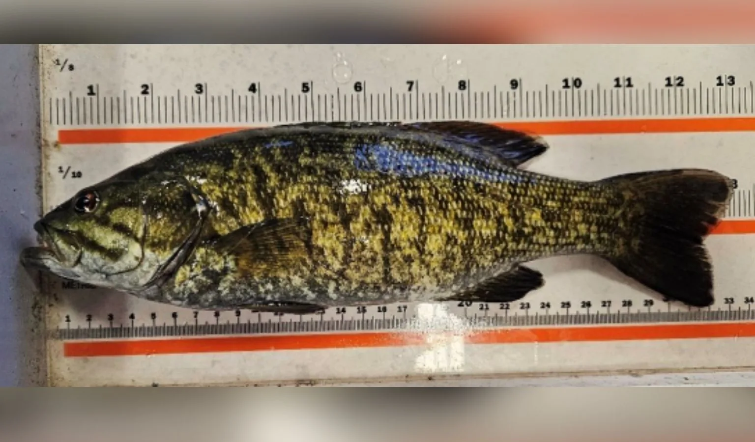 Bass illegally stocked in Livingston pond