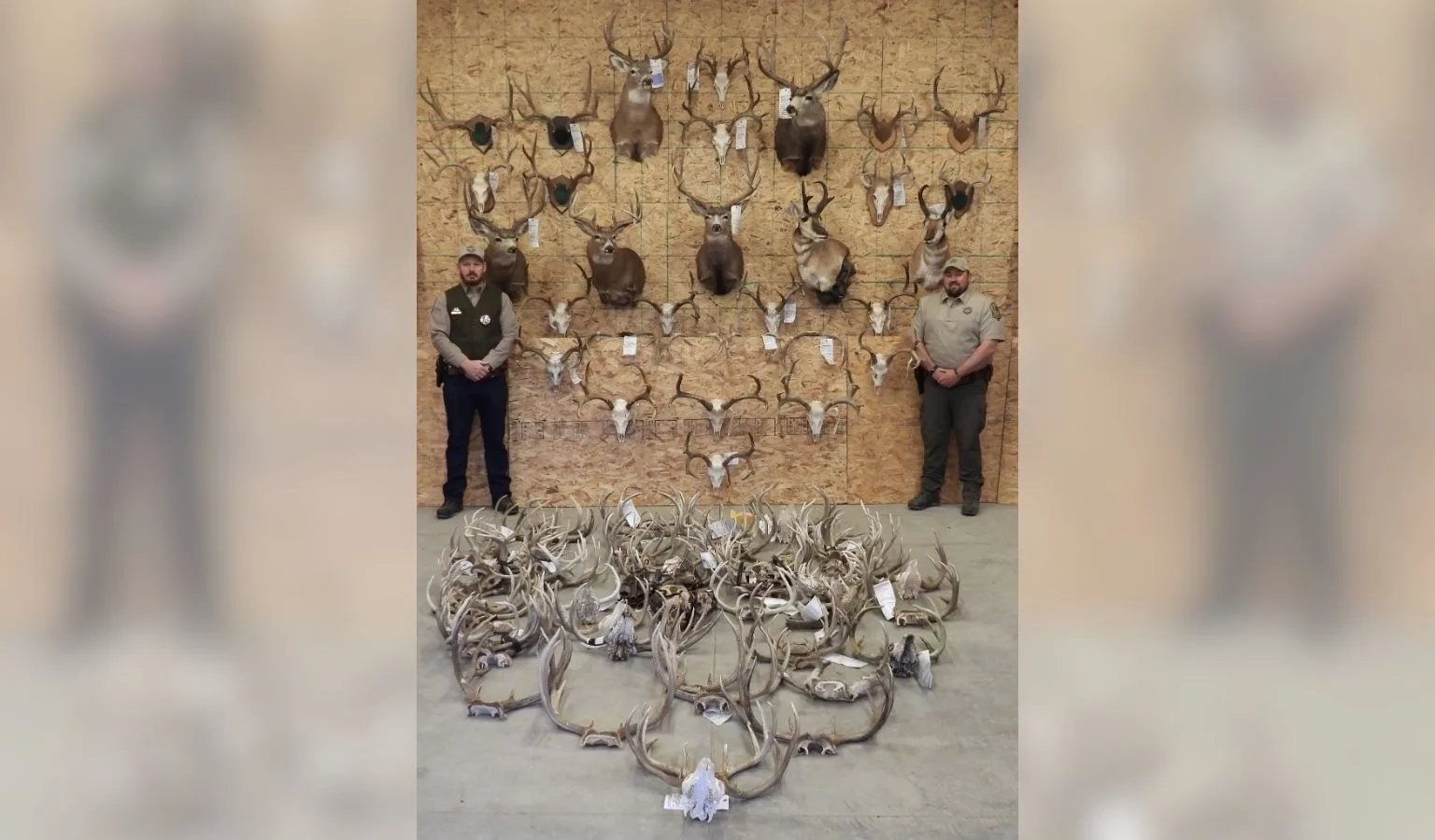 FWP: Multi-year McCone County illegal hunting case results in over 100 seized animals, $1000s in fines, decades of lost privileges