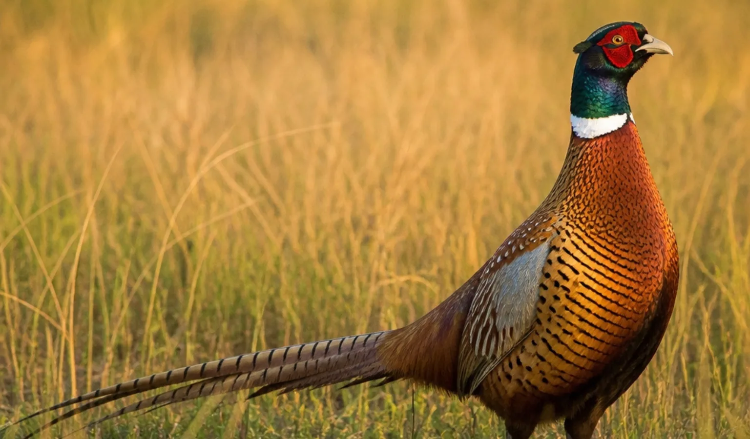 Pheasant hunting season to open October 10 