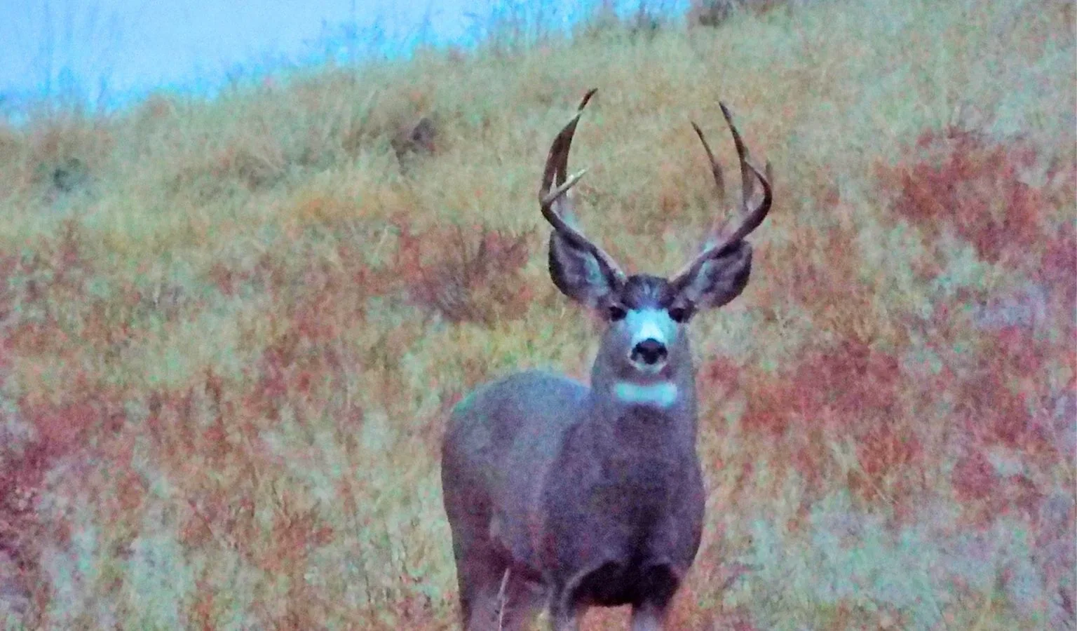 North-Central Montana Hunting Regulation Changes Explained