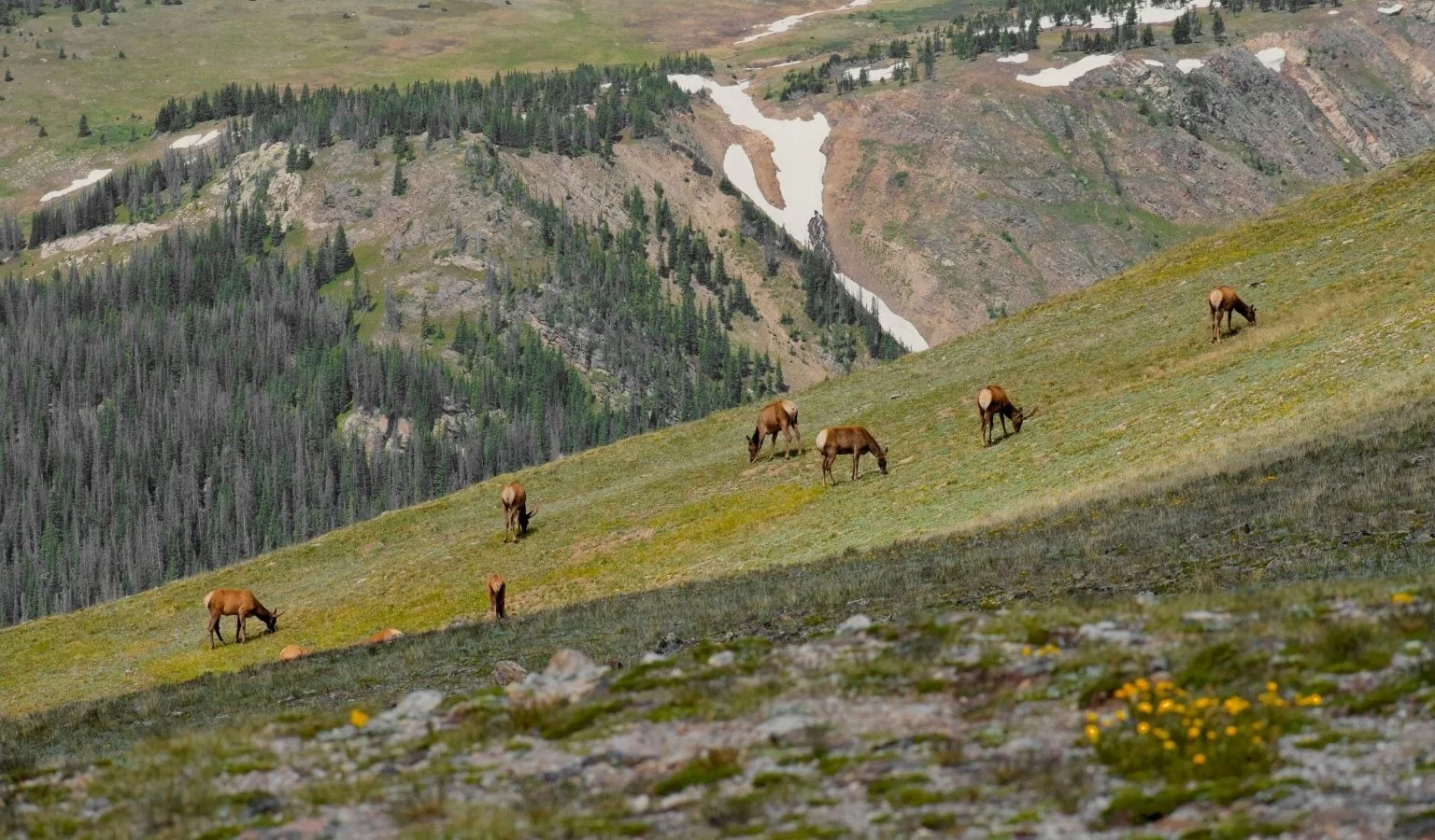 FWP seeking early input on Gallatin WMA management plan