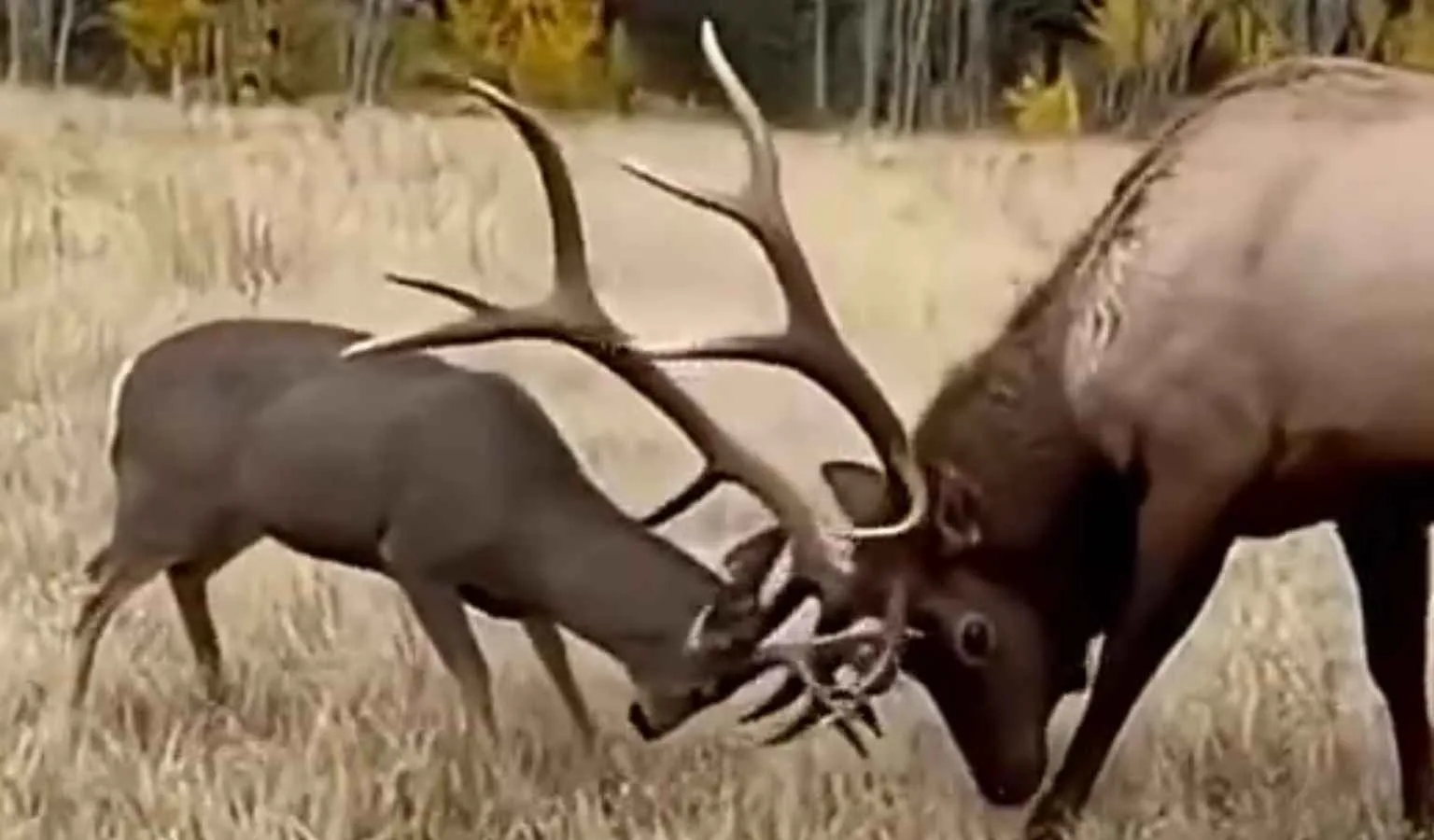 Muley vs. Elk