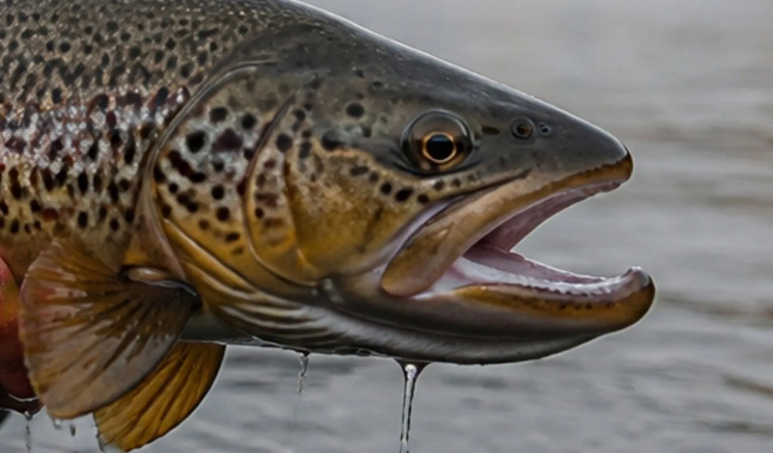 Yellowstone River Fishing Report by Yellowstone  Angler 10.12.26 (Carter’s: 1,830 CFS)