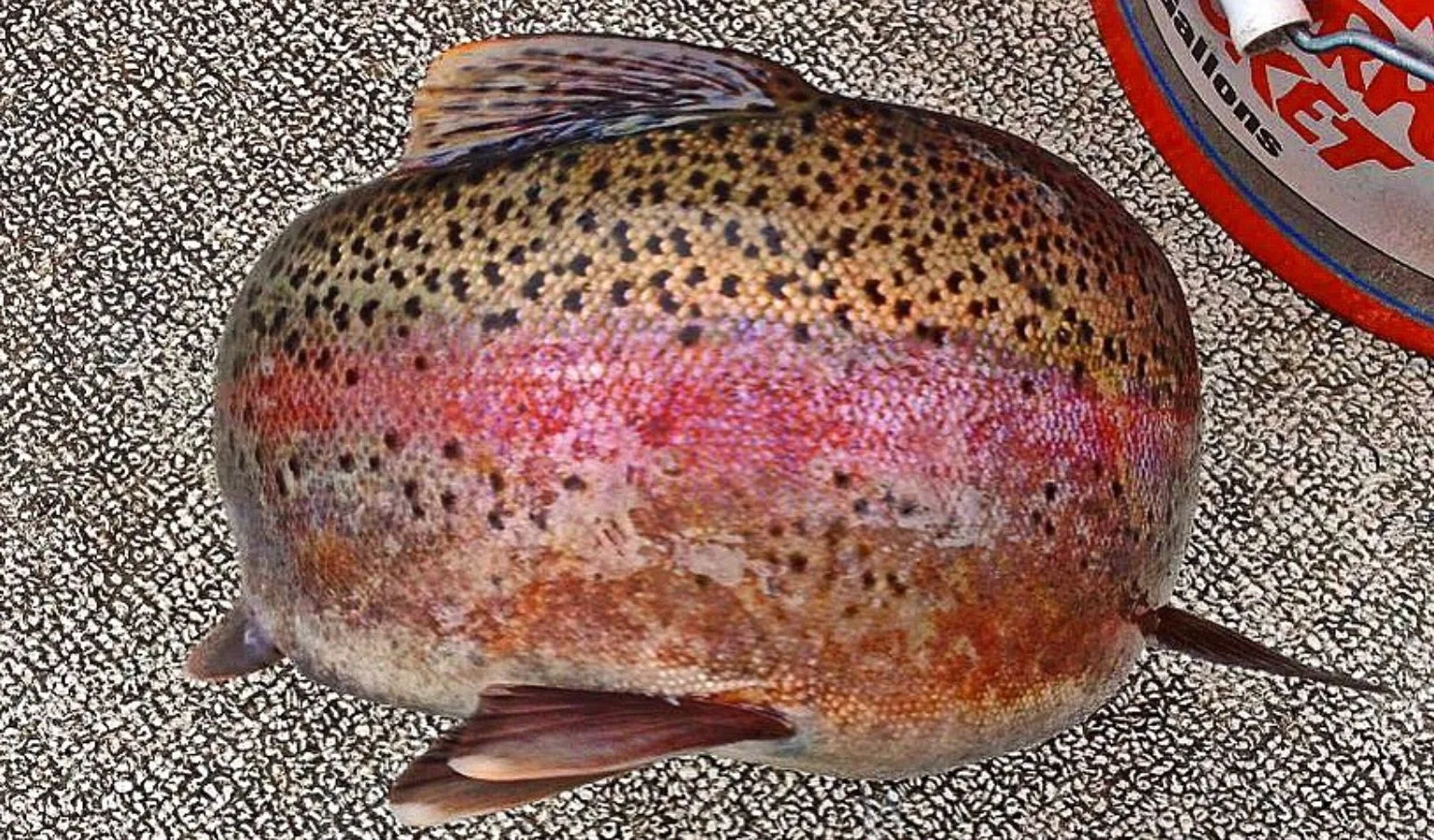 Helena Area Reservoirs Fishing Report 10.13.26