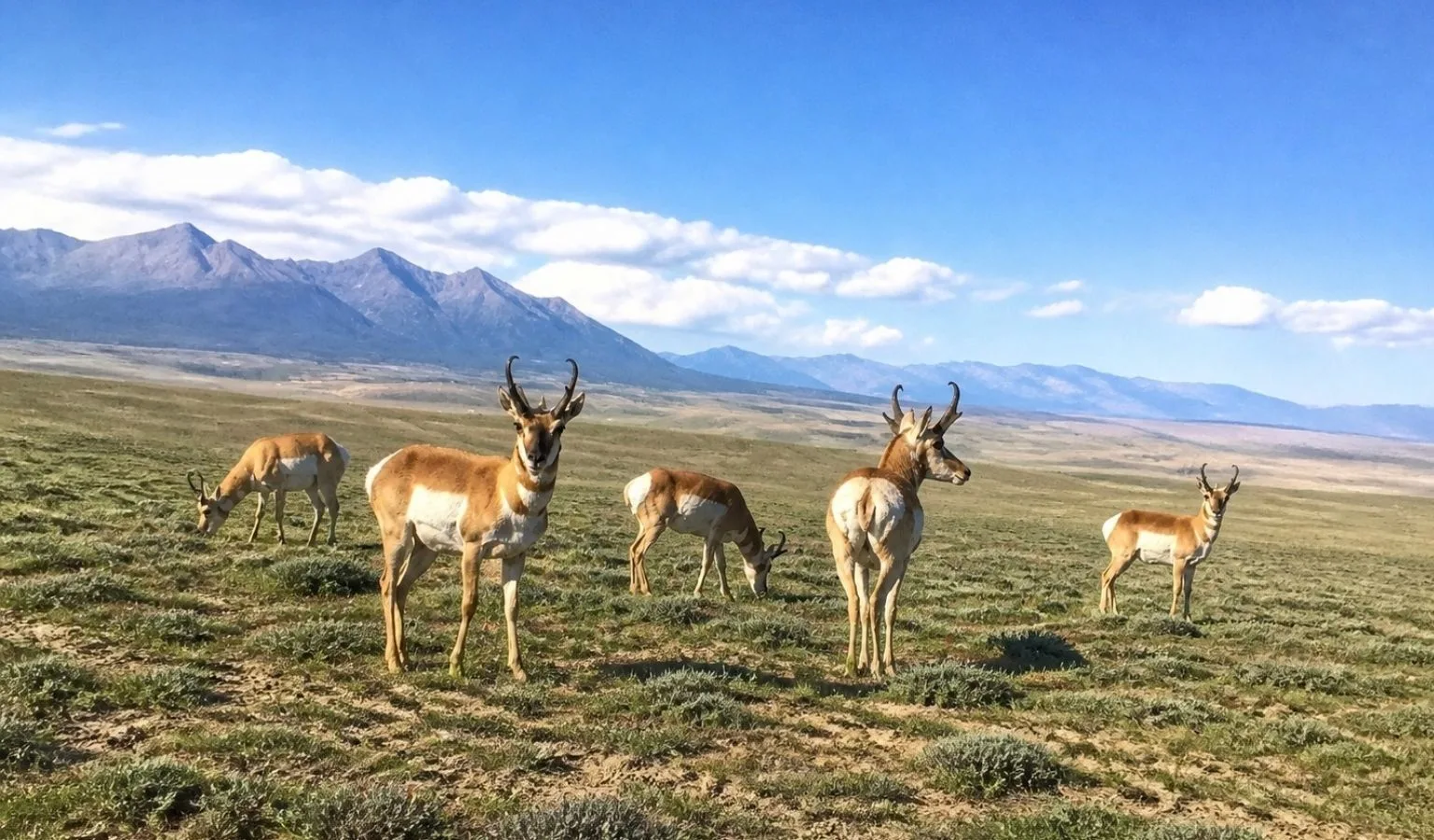 Sunday of antelope rifle opener cold and rainy in southeast MT, but hunters report improved antelope numbers