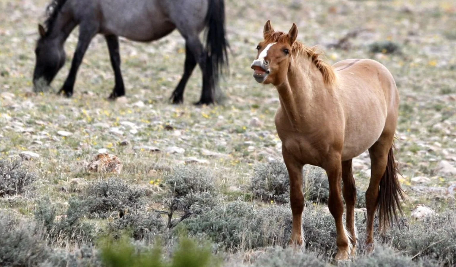 Cloud Foundation, BLM battle in court over Pryor wild horses