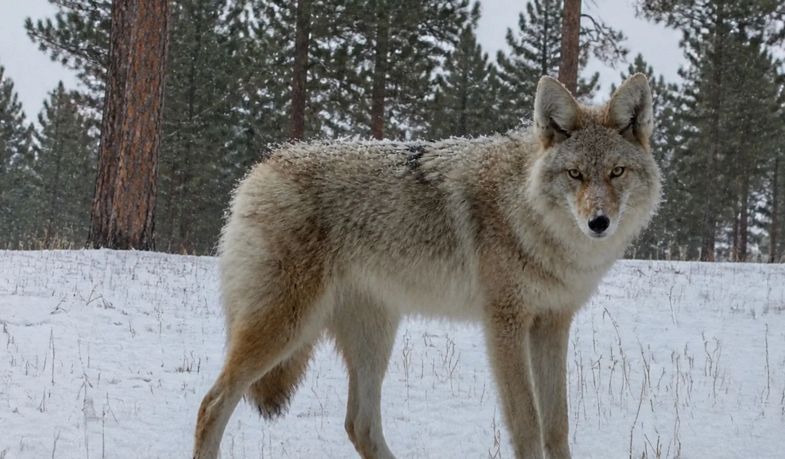 Coyote Calling for Hunters Who’ve Run Out of Ideas